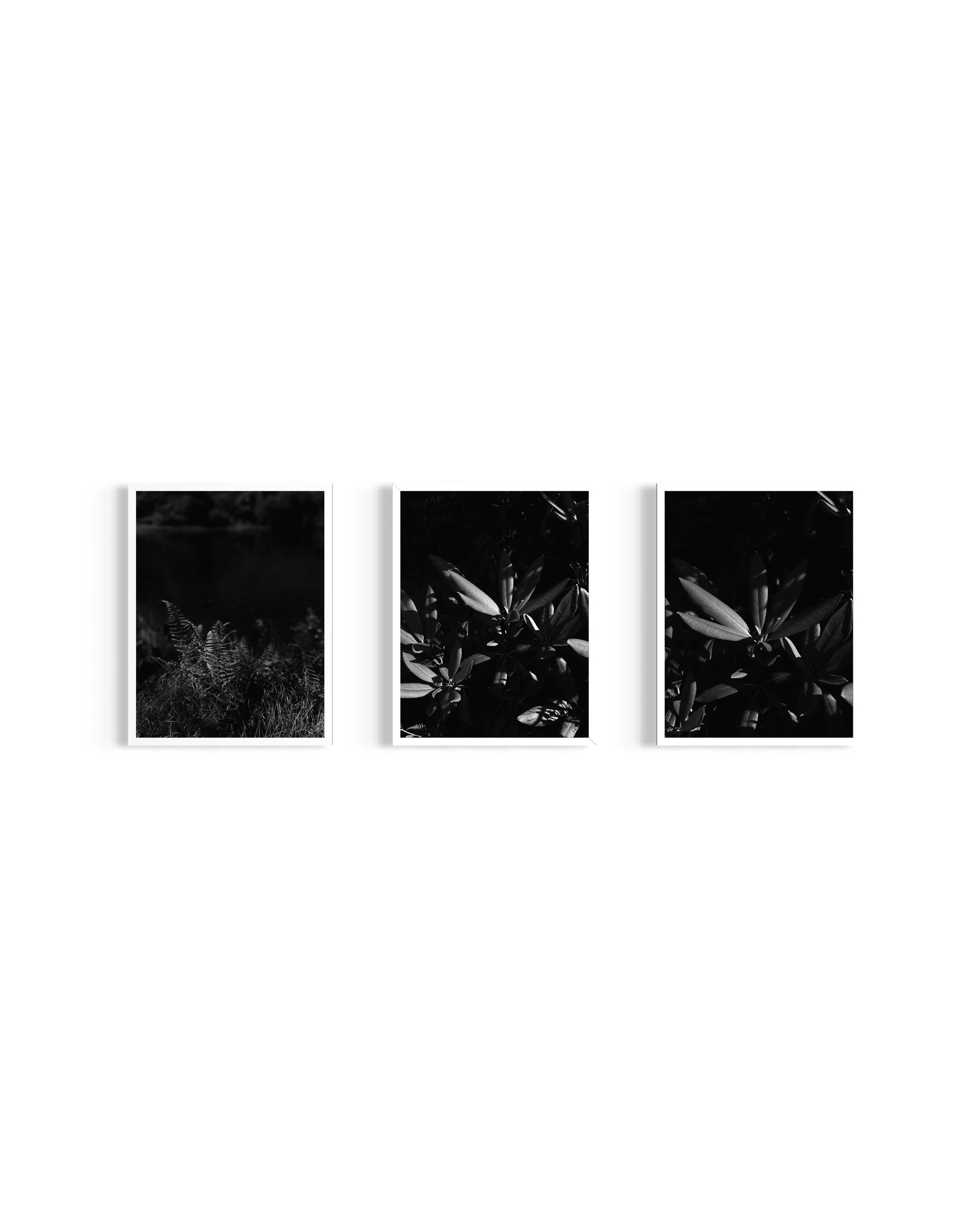 Monochrome - Flora