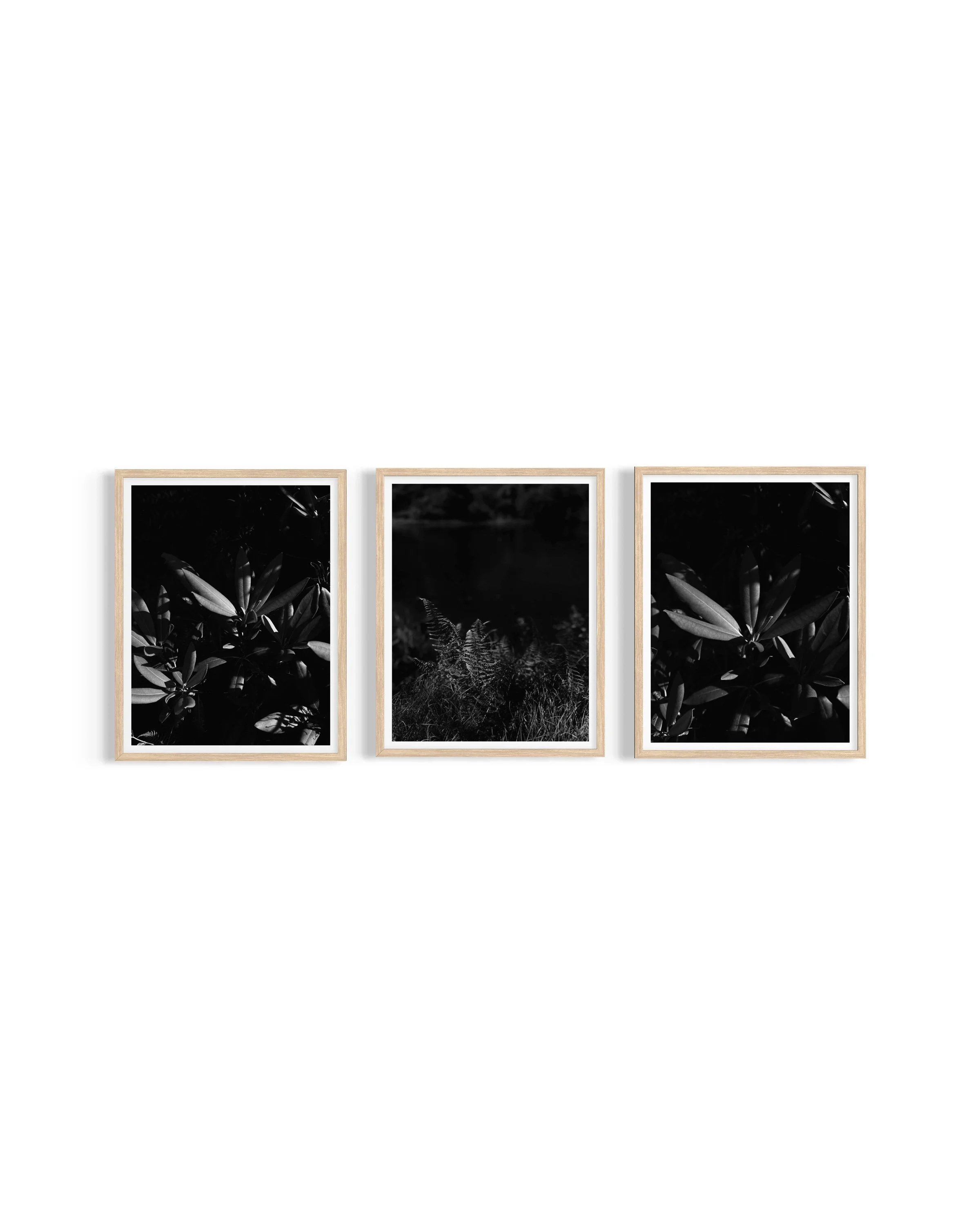 Monochrome - Flora