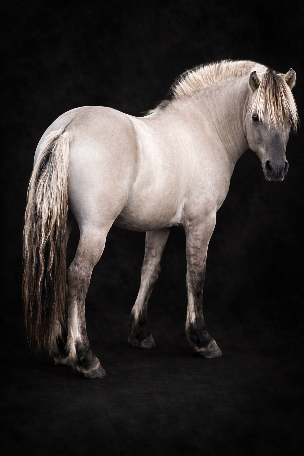 Brigg's Sunnyside Nemo, Norwegian Fjord Stallion, Gra Dun, Norwegian Fjord Horse Stallion services