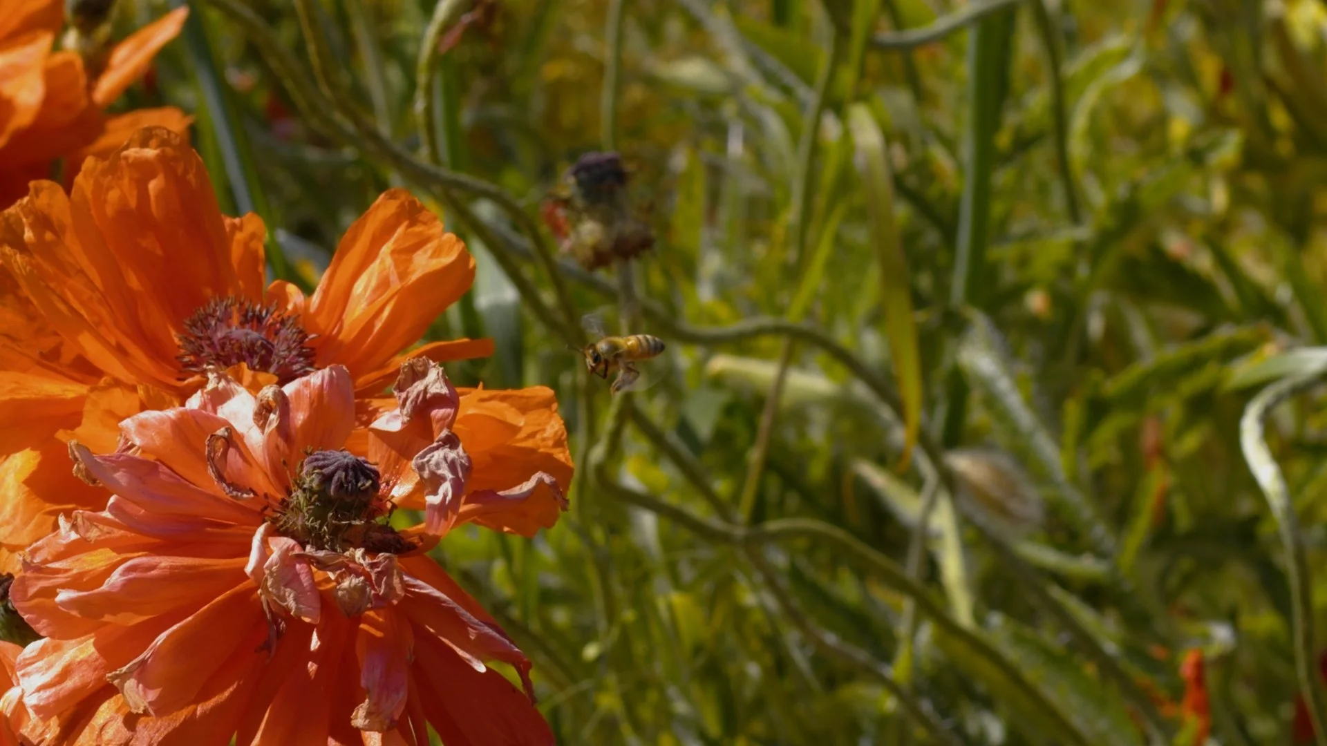 Botanical Details  in  60fps
