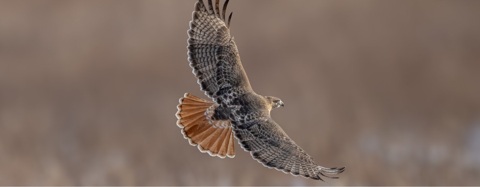 Fly, Run, Walk