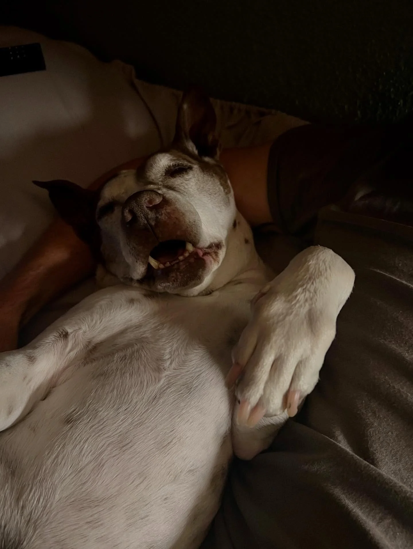 Long day of cable chewing for poor ol Knuckles
#pitbull #pitbullsofinstagram #dogs #dogsofinstagram #sleepapnea #substatikrecordings