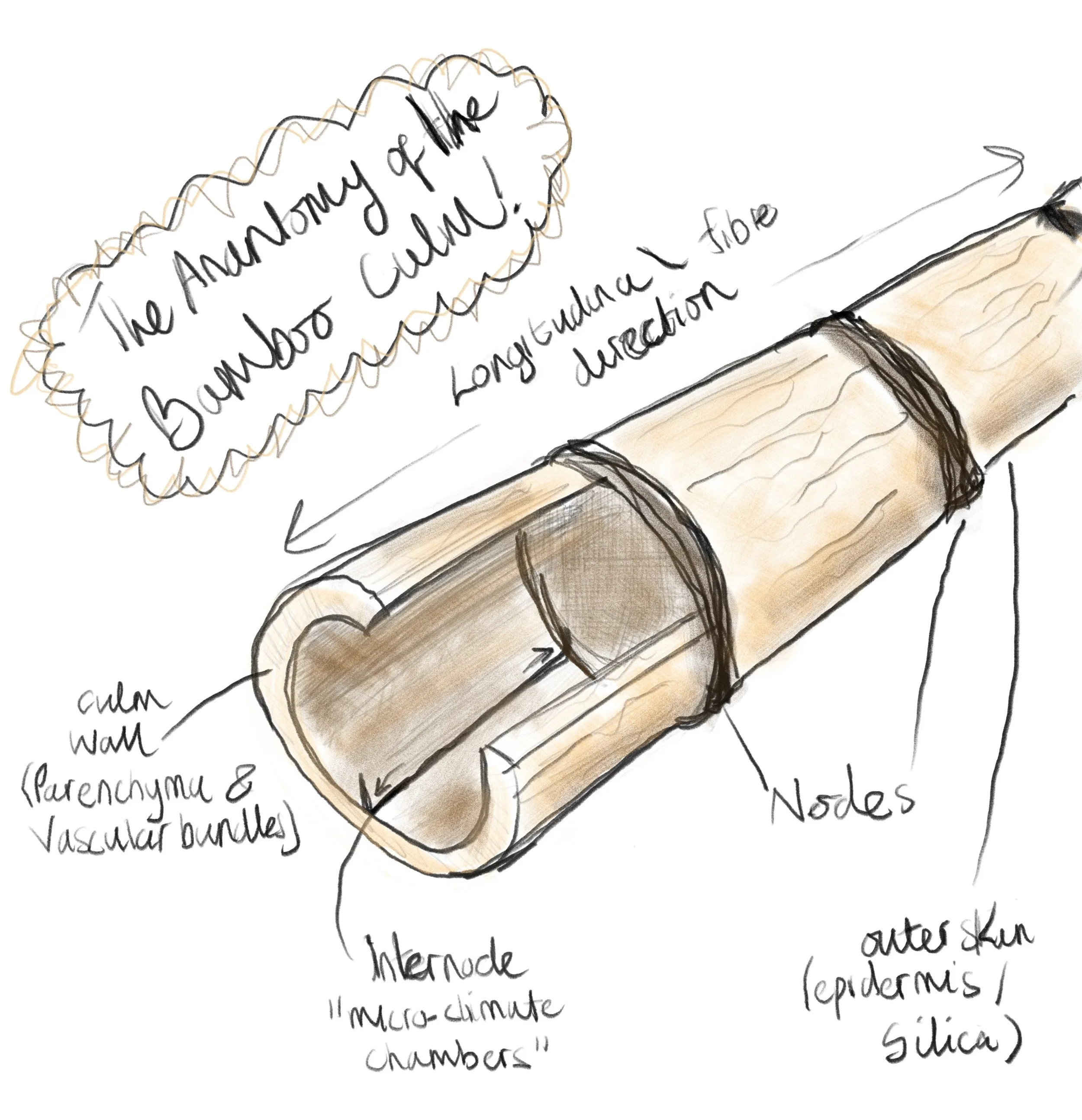 the anatomy of the bamboo culm shibari lounge risk aware building the studio