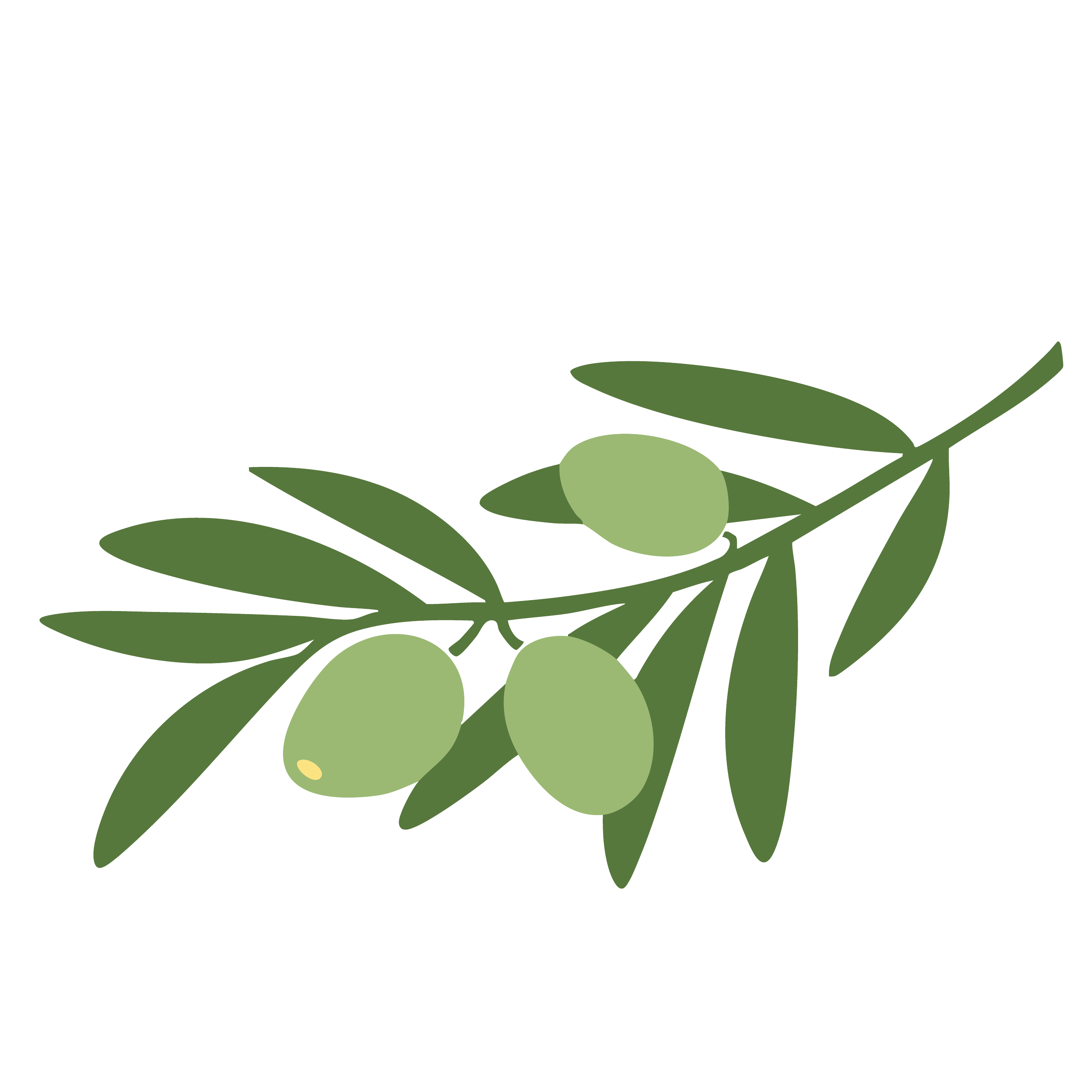 Illustration of an olive branch with green olives and elongated leaves.