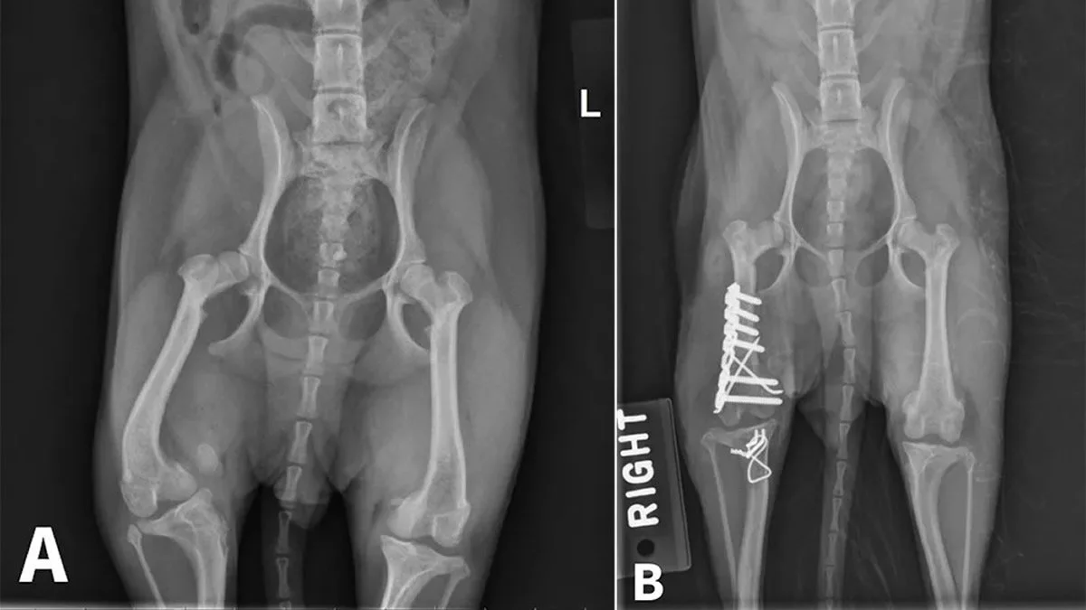 Before and after canine X-rays showing corrective osteotomy and plate fixation for limb deformity