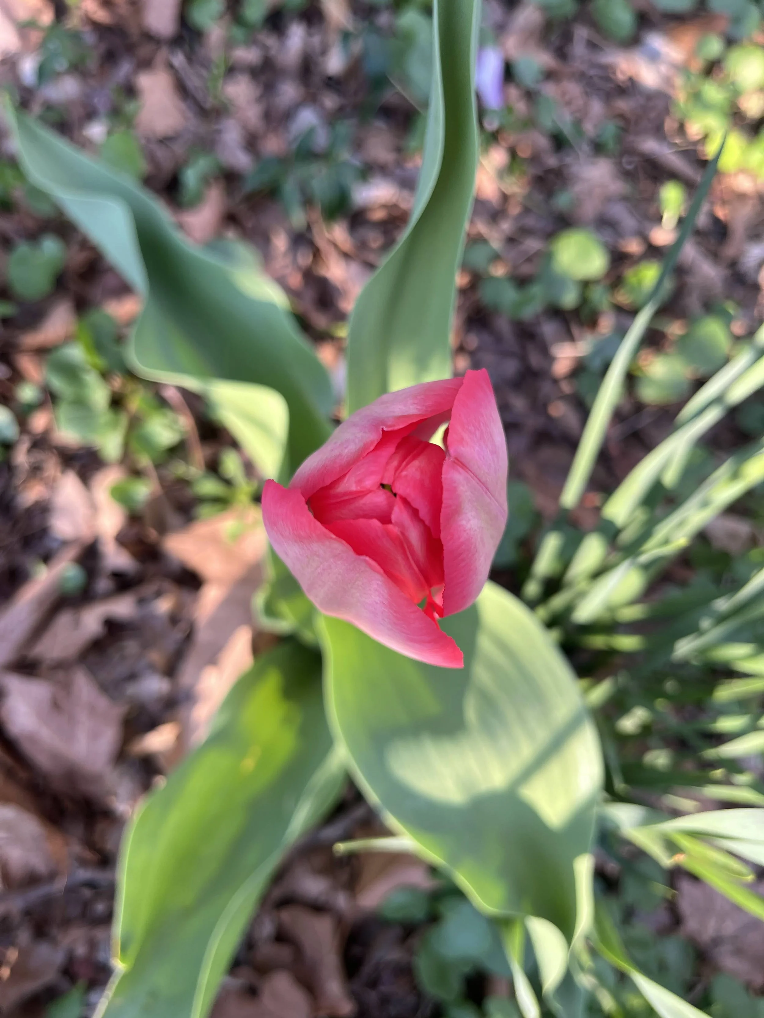 Bird's eye view of a pink tulip.