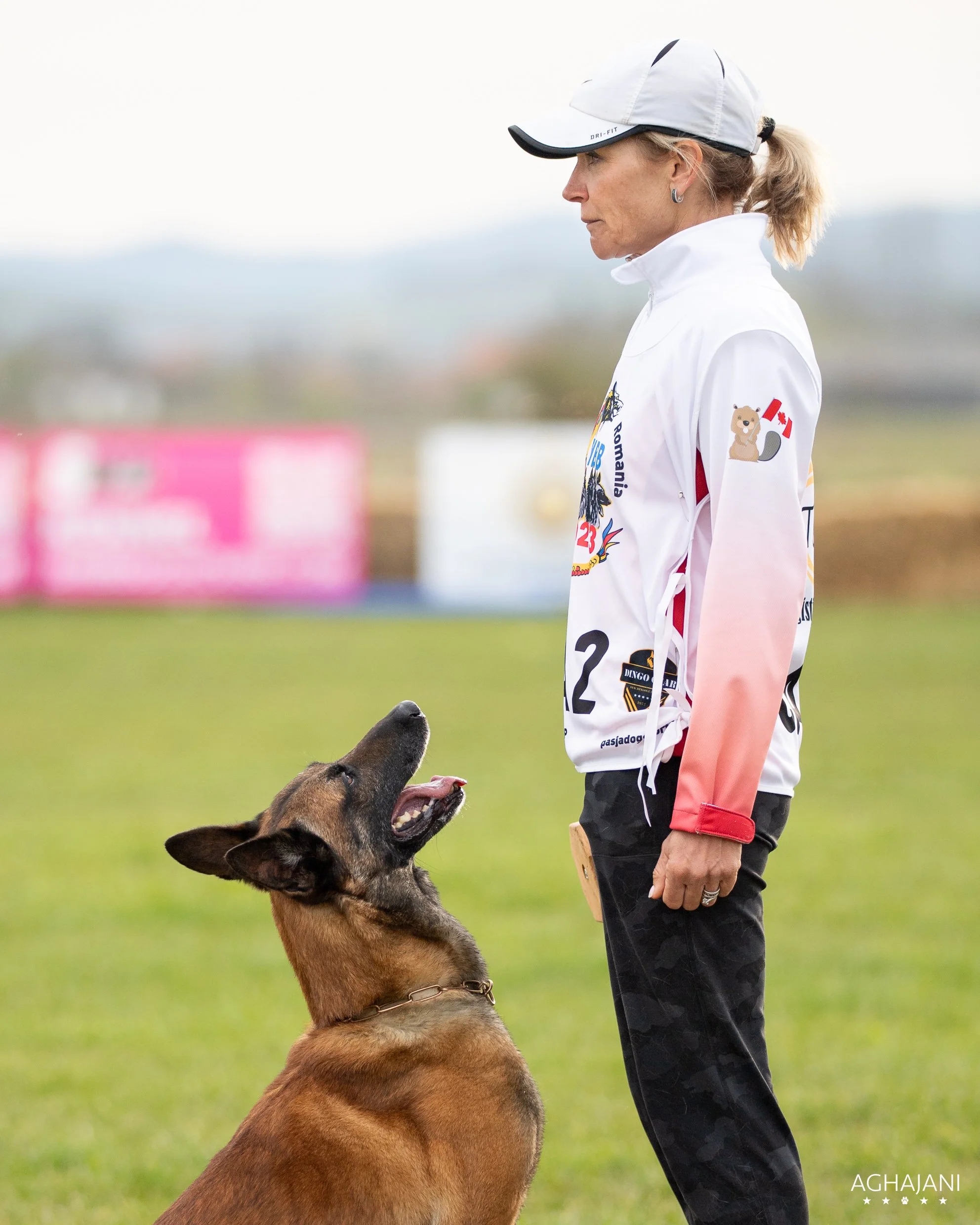 A woman in sportswear standing face to face with a Belgian Malinois dog on a grassy field, both focused on each other.