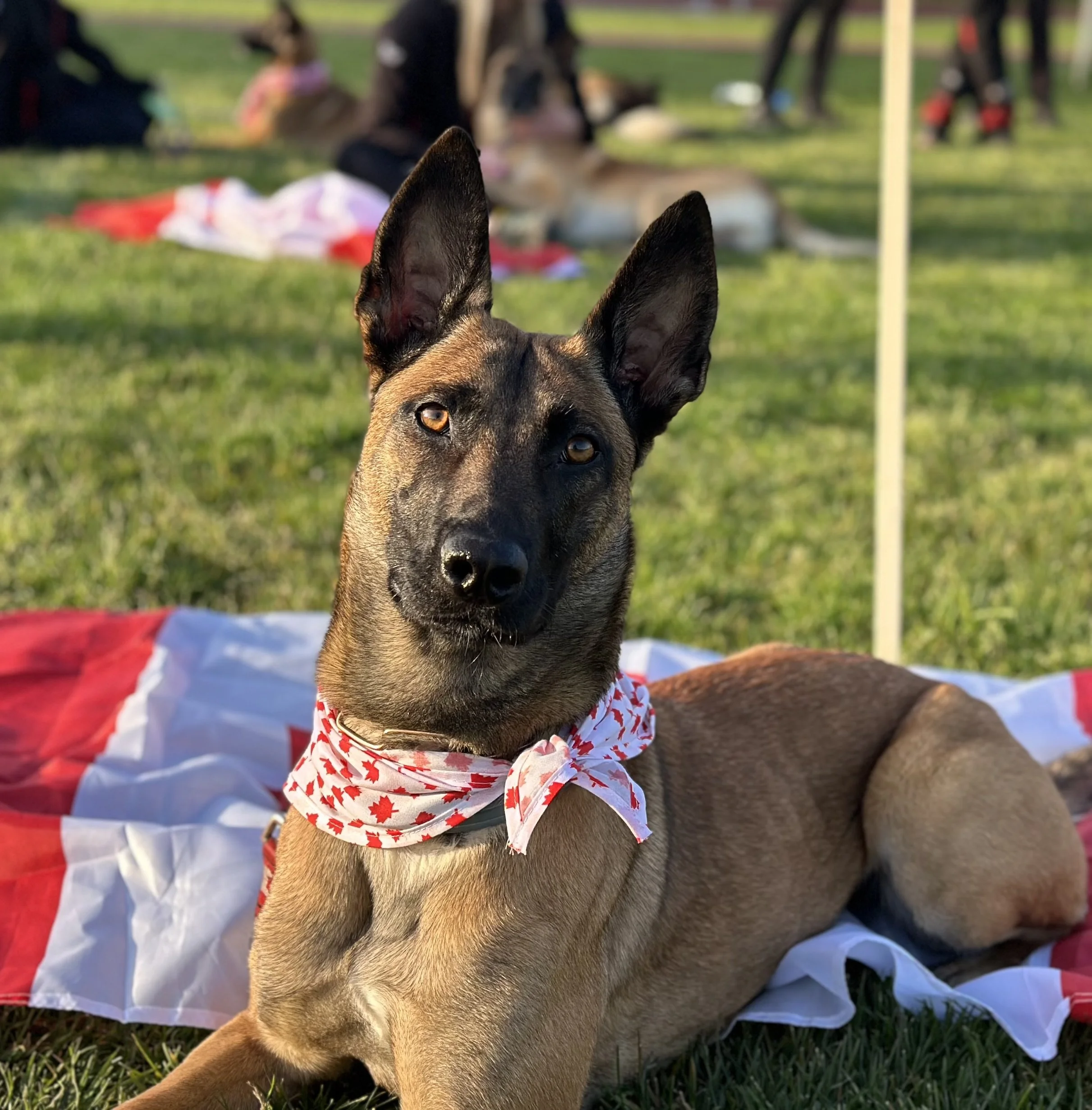 A Belgian Malinois dog wearing a red and white bandana, lying on a red, white, and gray blanket on grass, with outdoor holiday gatherings in the background.