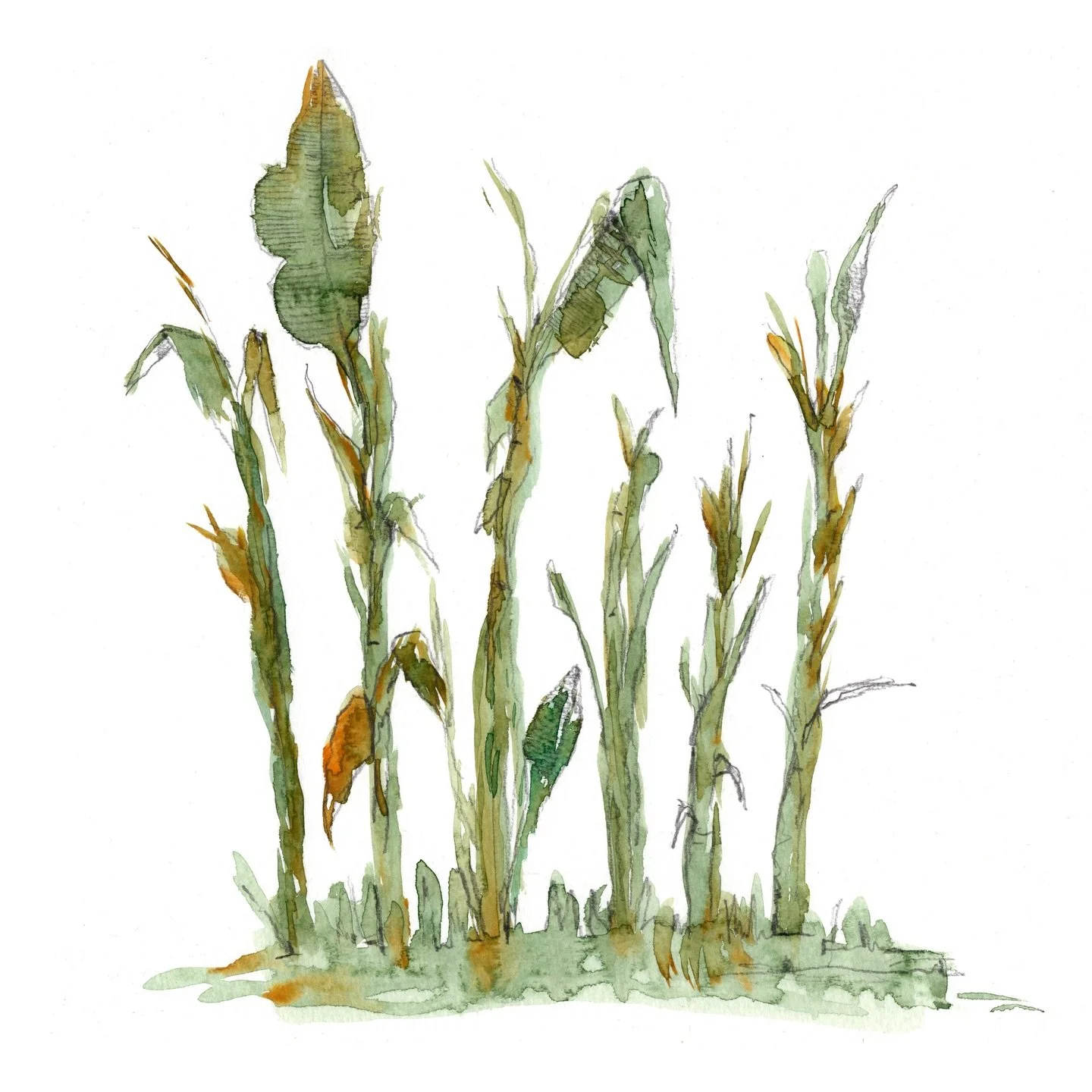 Bocetos del @rjbotanico ❤️🌿🌸

#bocetos #watercolour #inspo #unespinos #algobonitohaydentro