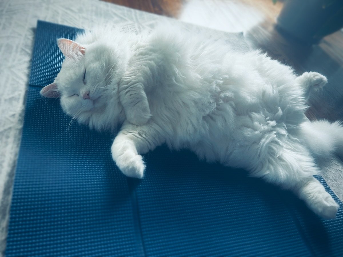 Getting a little choreography help on the @foldymat today 
😻