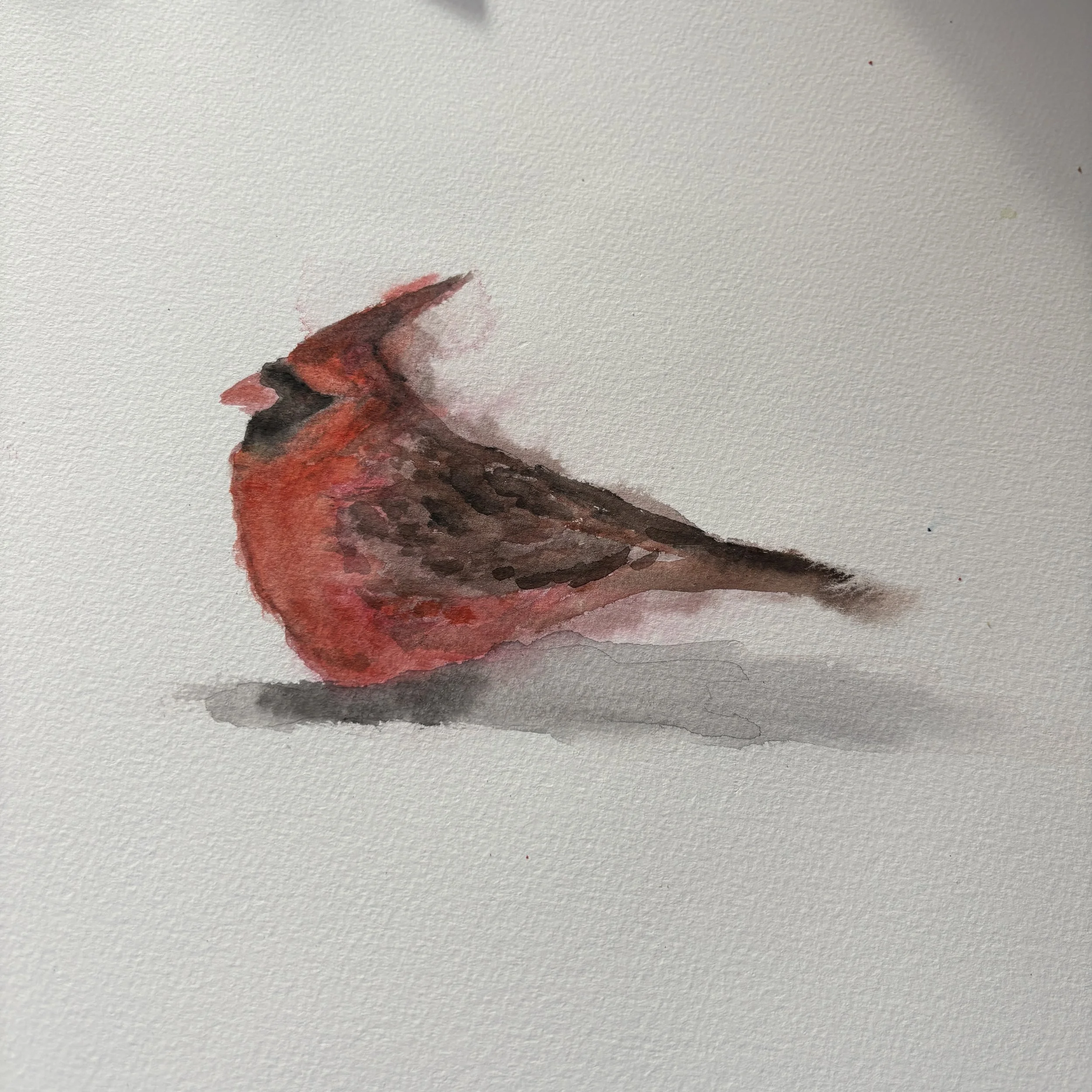 Watercolor painting of a small bird with red, brown, and black feathers, sitting on a white background with a light gray shadow.