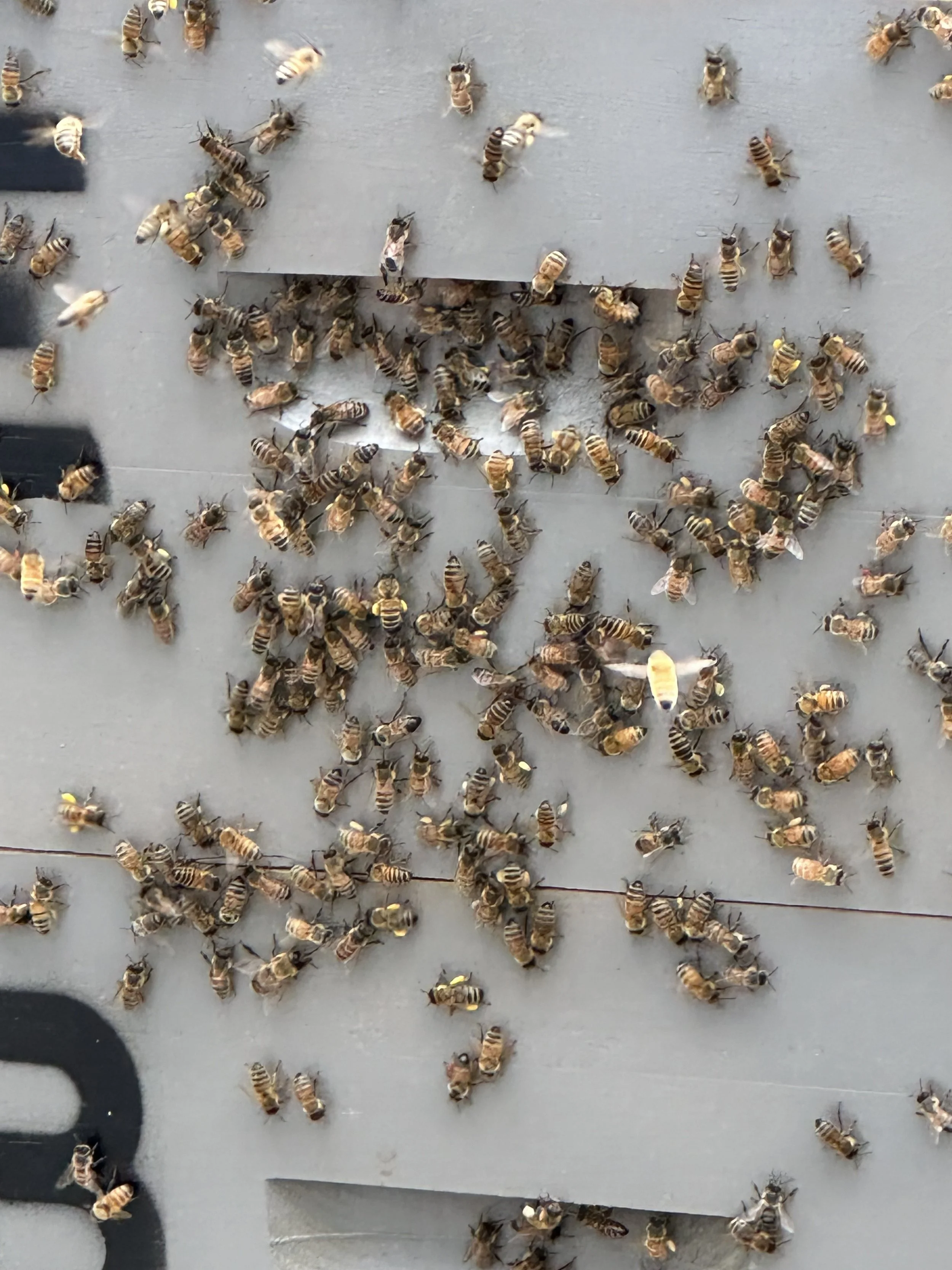 Yukon Bee Club Spring Meeting