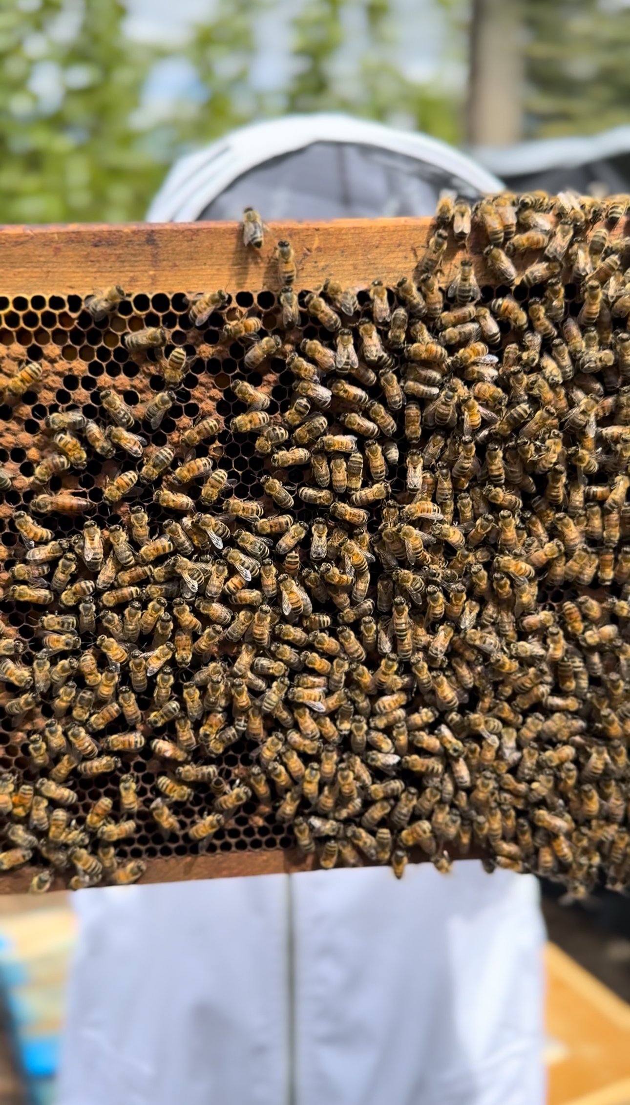 Bee Yard Visit