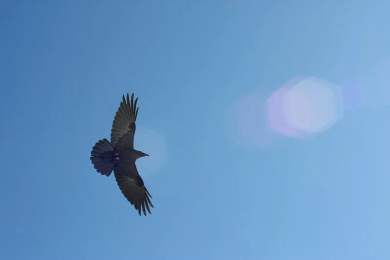 Raven soaring over Yellow stone