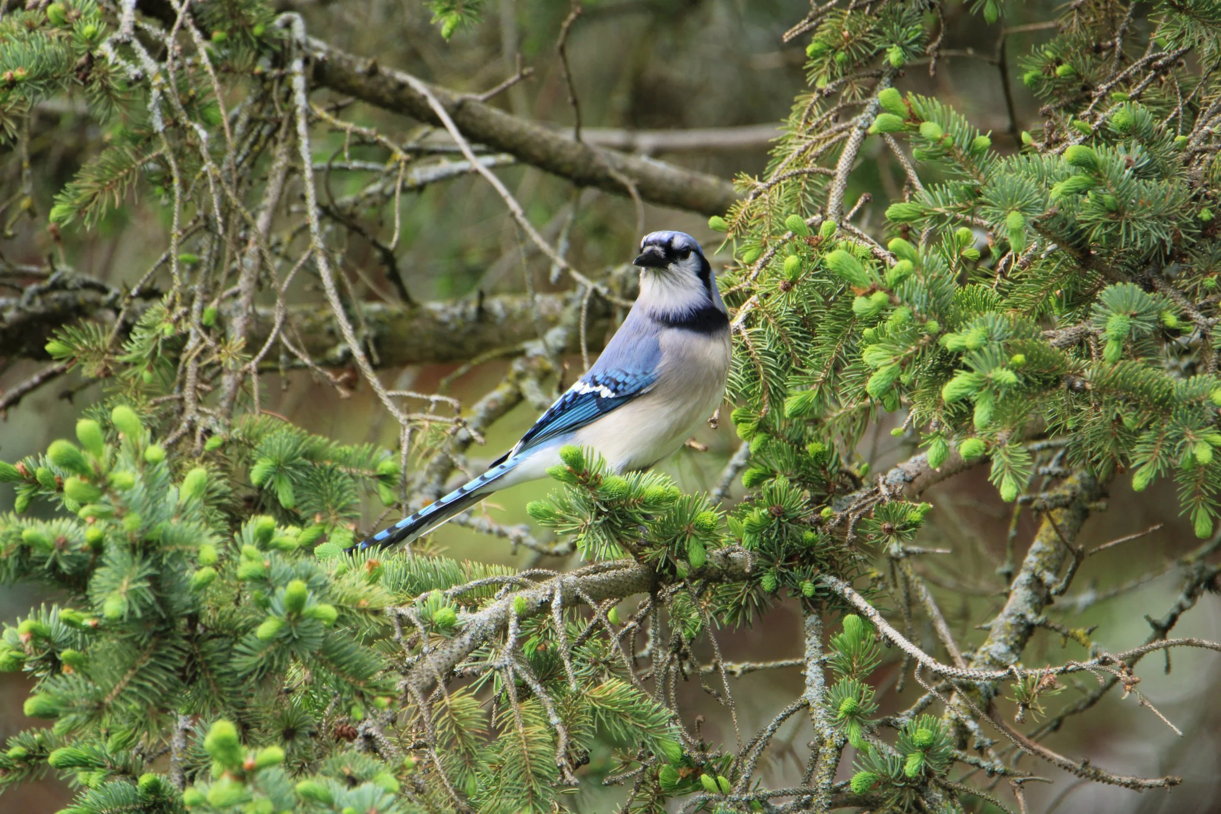 Blue Jay NY
