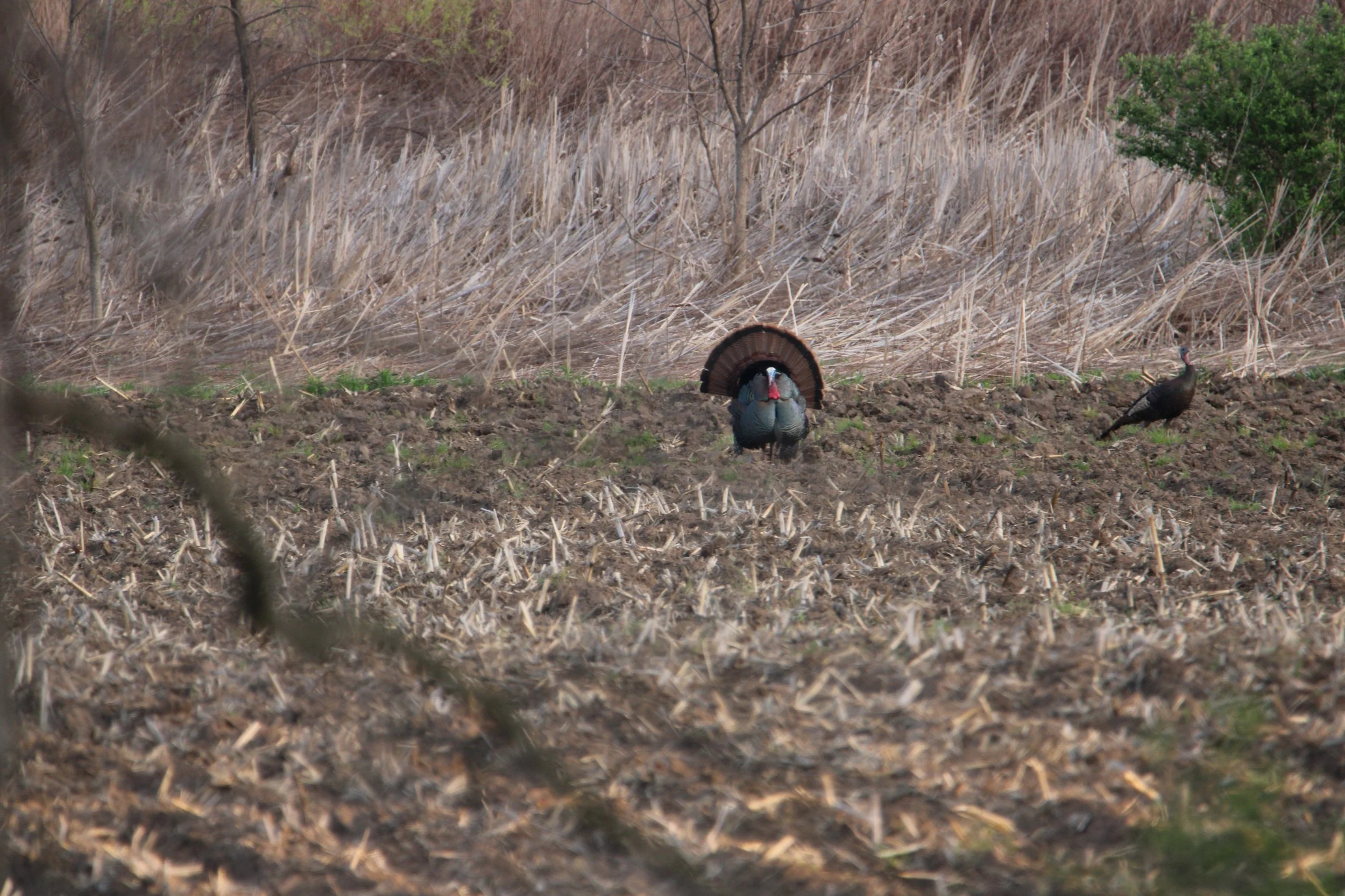 Wild Tom turkey showing off NY