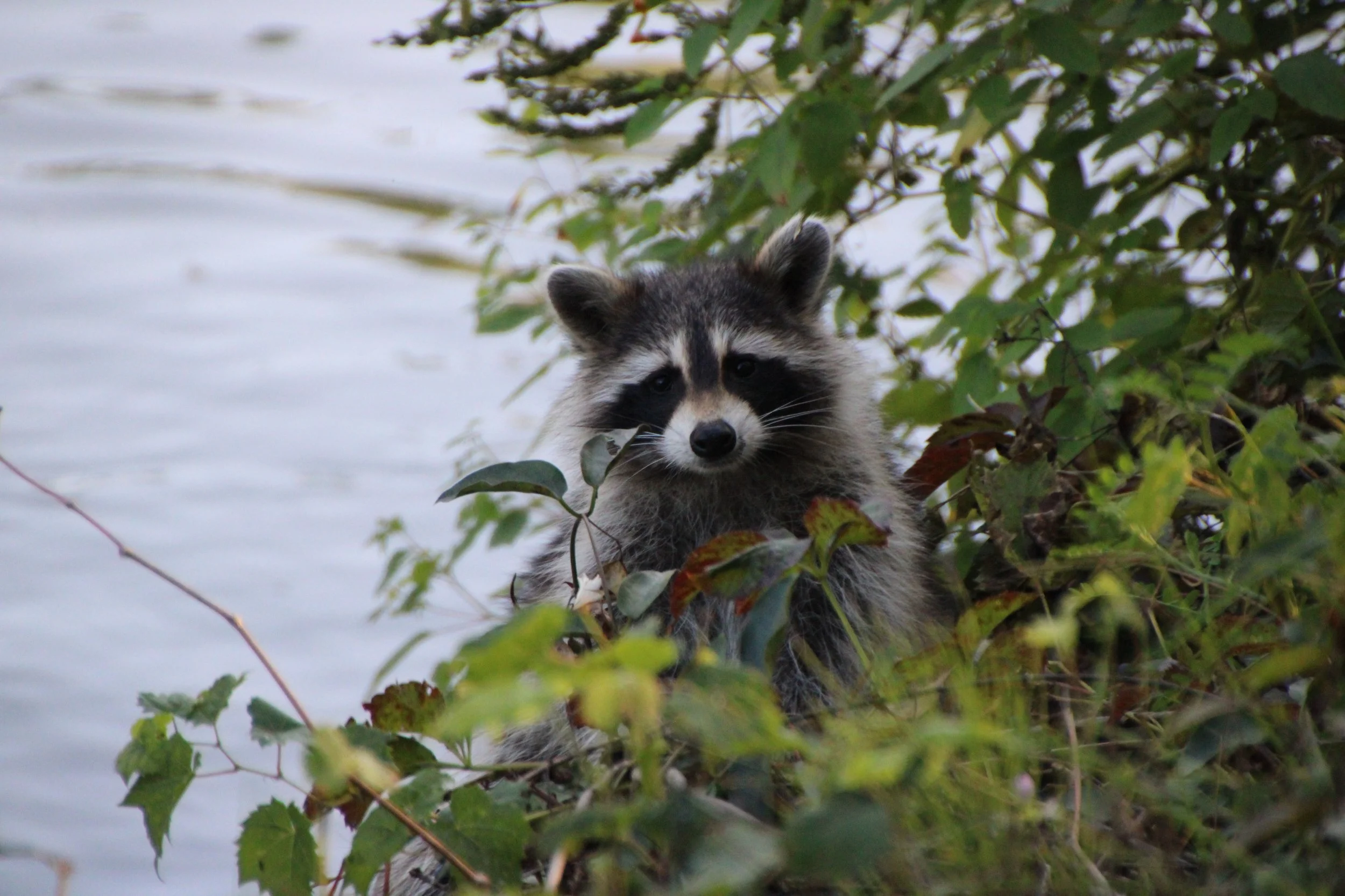 Curius Racoon Fairport NY