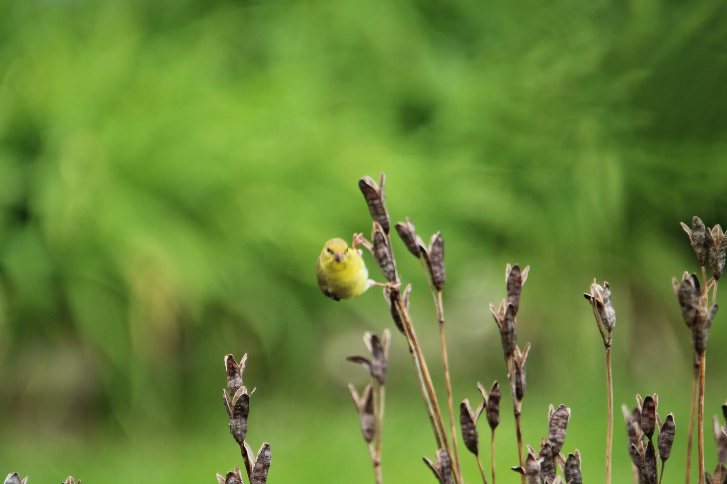 Gold finch  perching