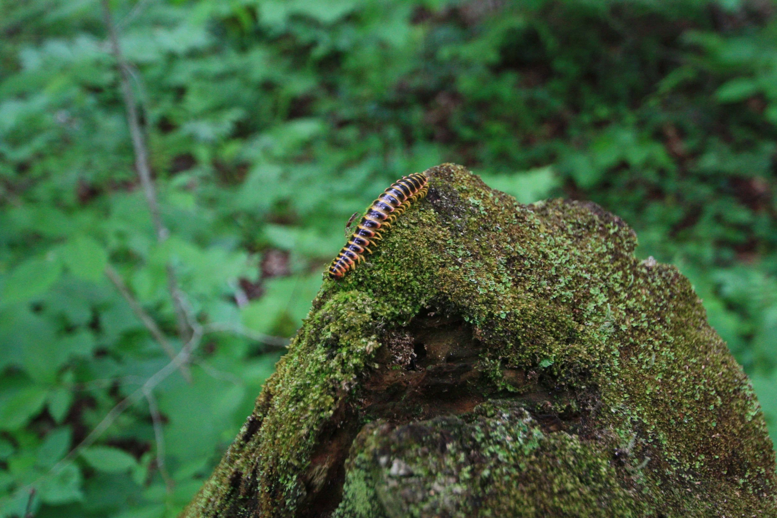 Millipede West Virginia   