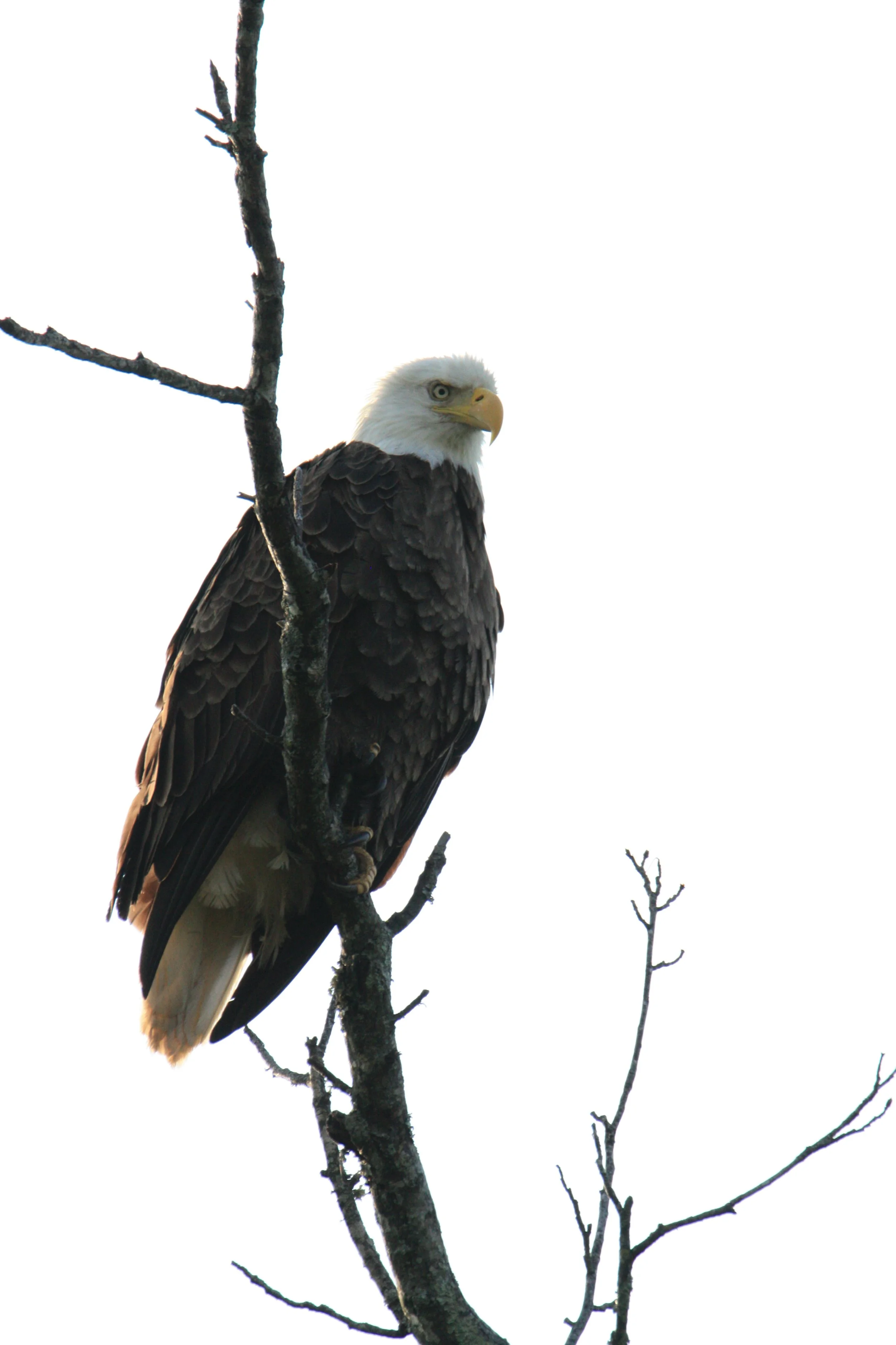 Bald Eagle in Tennessee