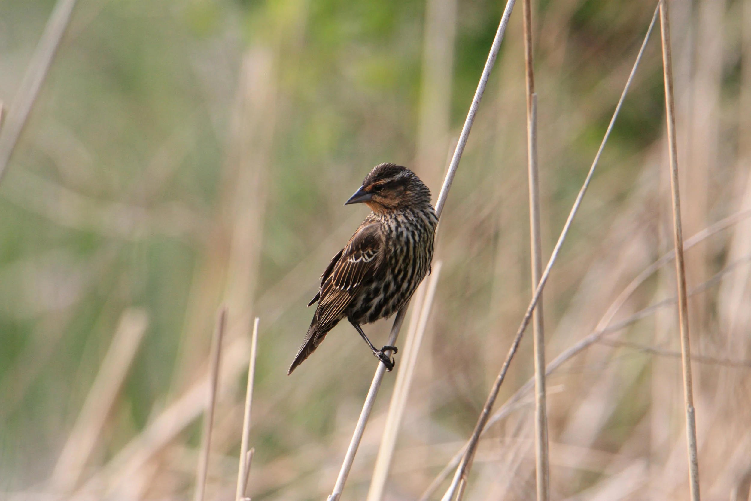 Sparrow on a reed
