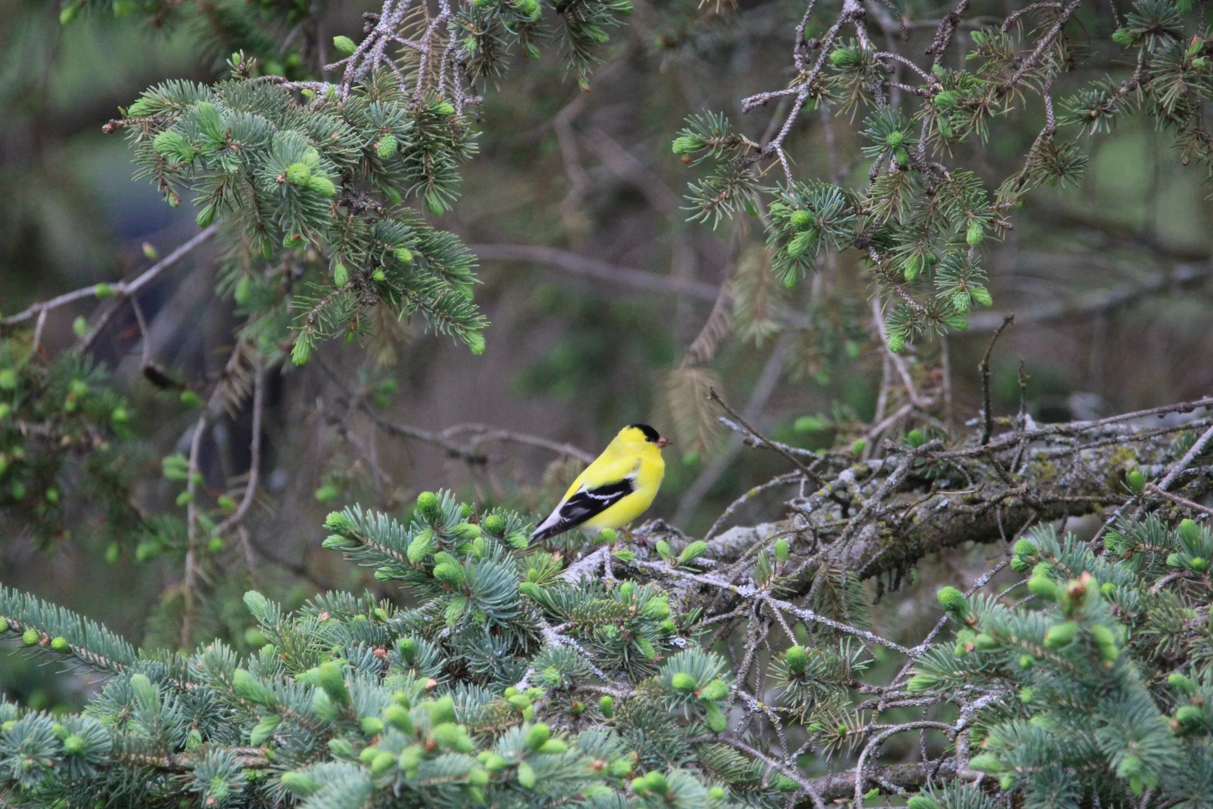 Gold finch on limb