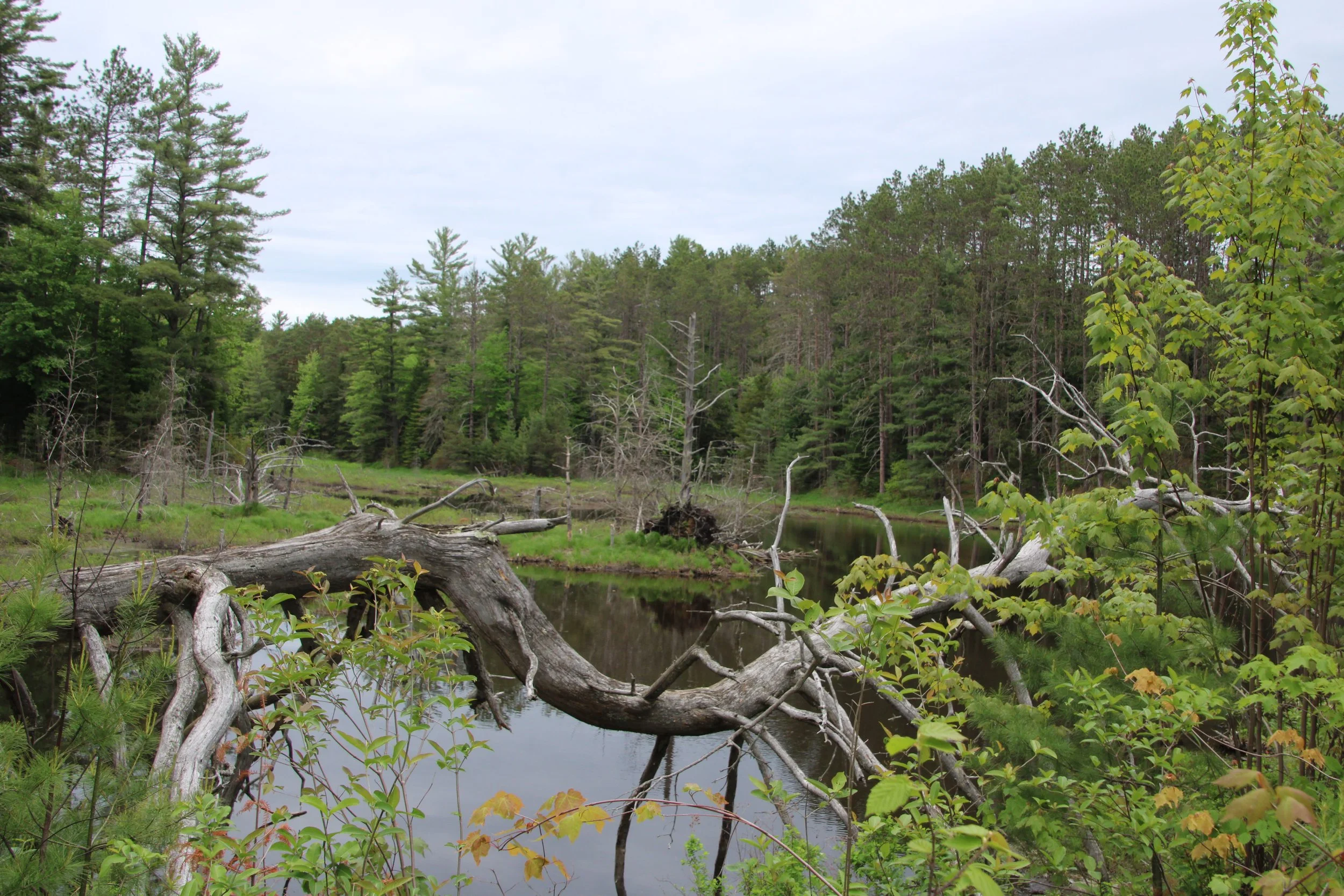 beaver Lodge VT.