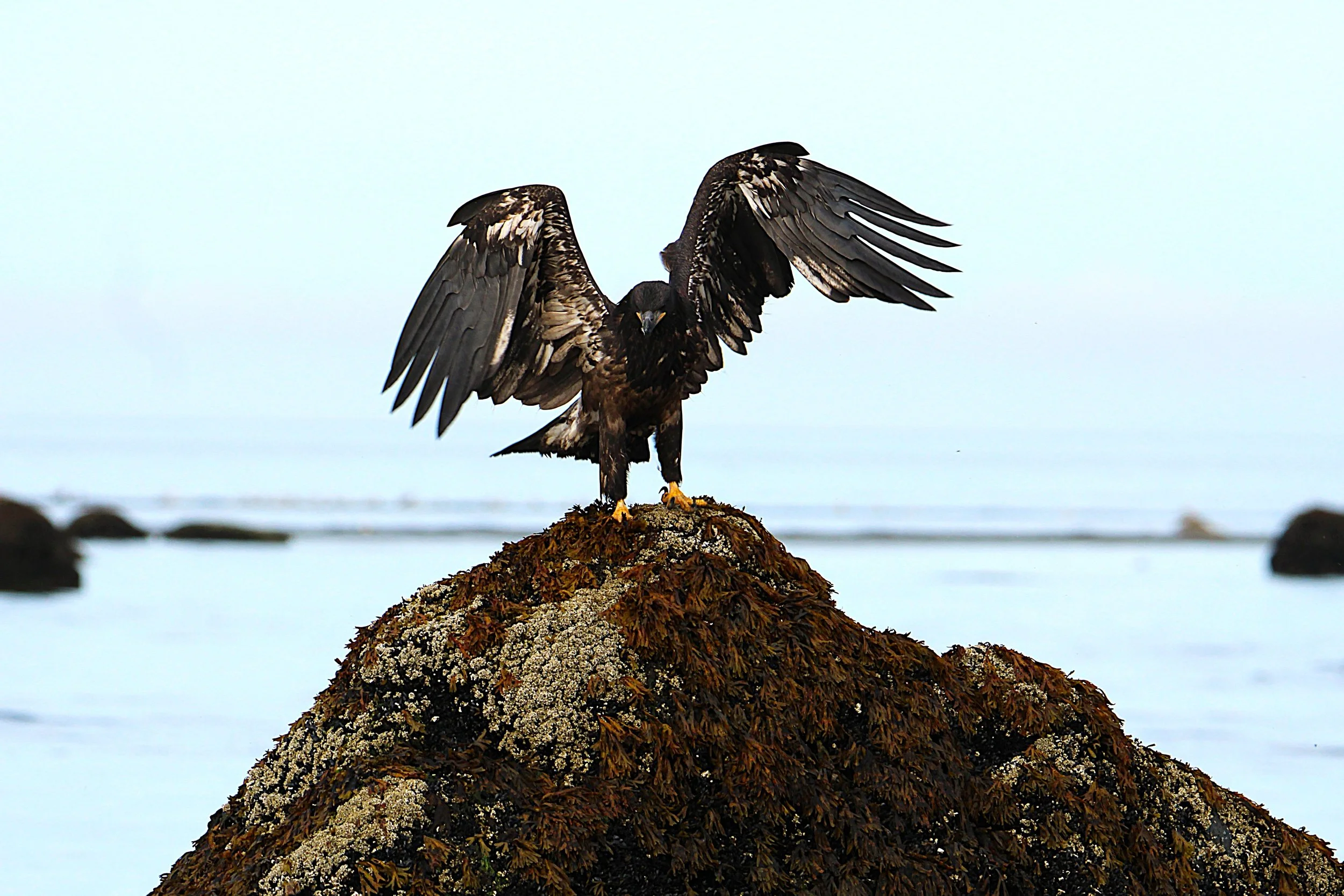 Juvenile Bald Eagle Homer AK