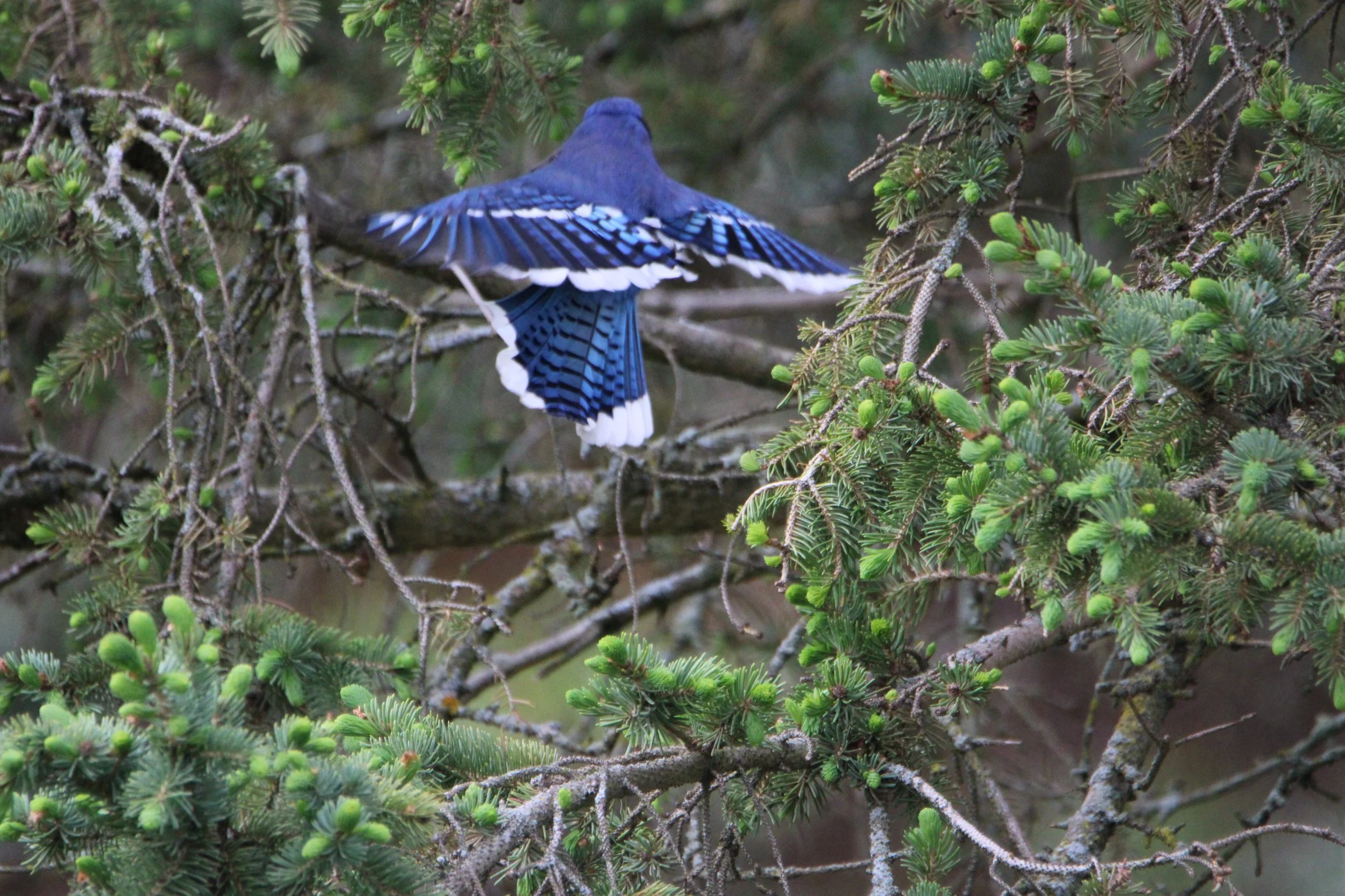 Blue Jay plumage   NY