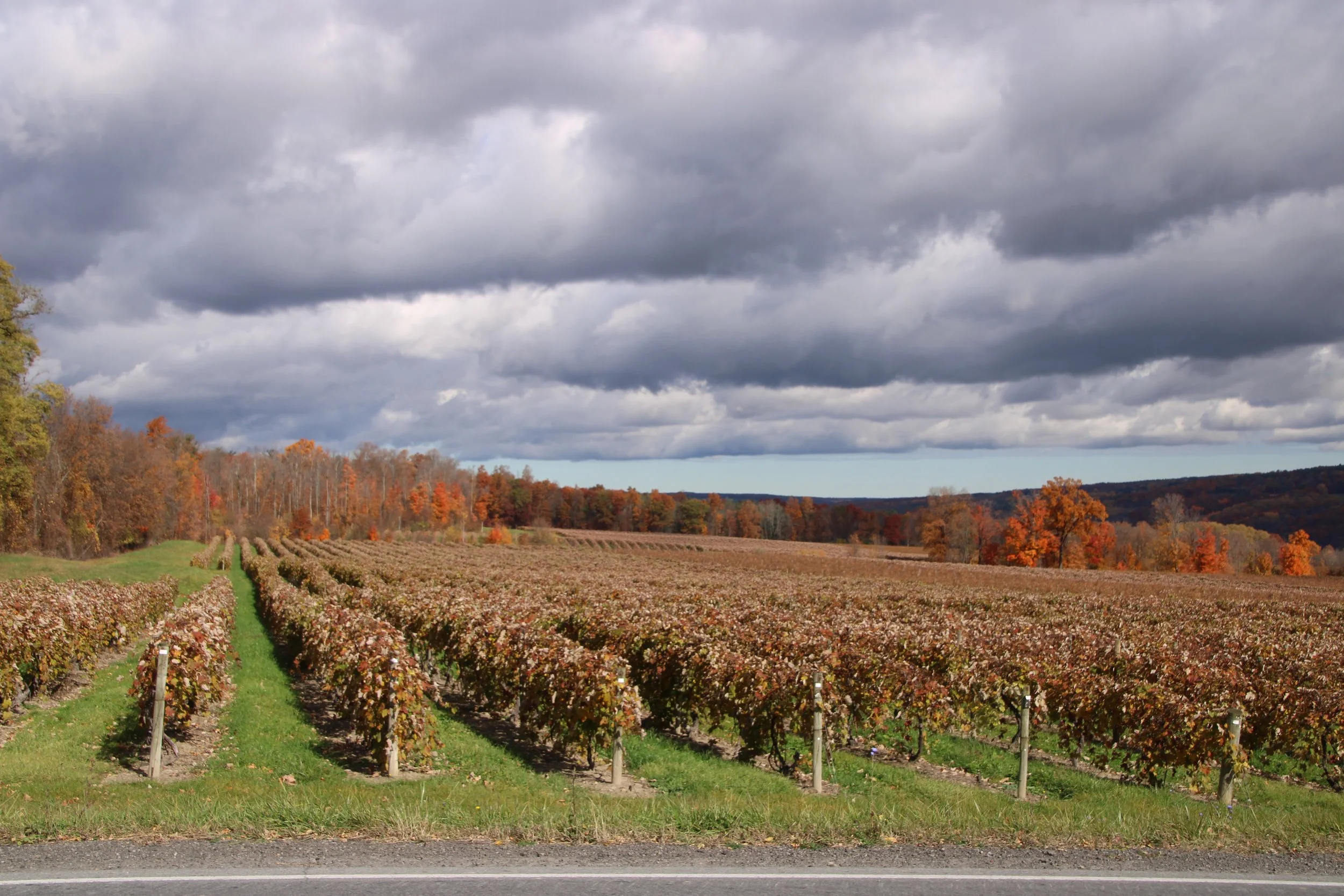 Grape vines Wine Seneca NY