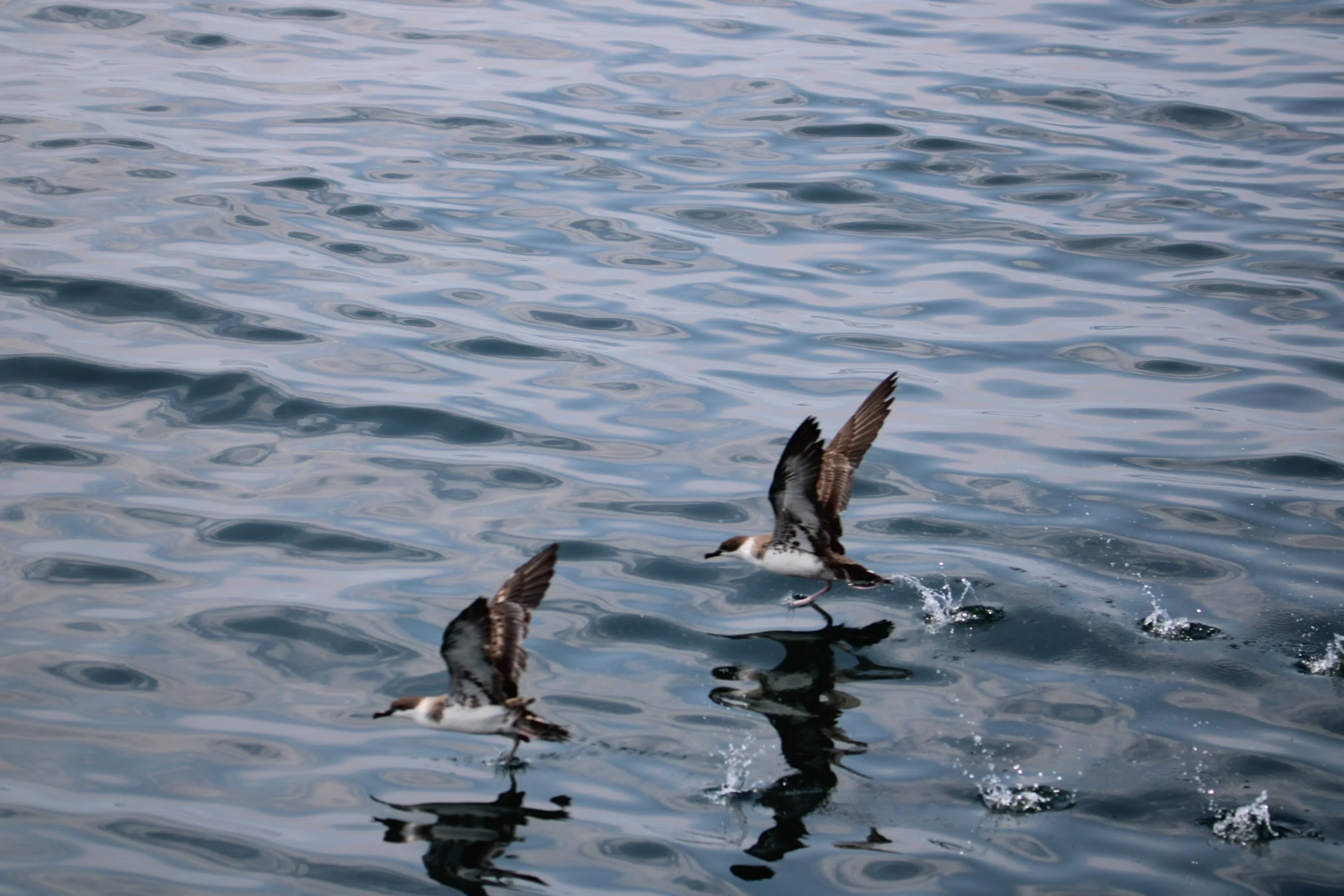 Sea birds ready for take off