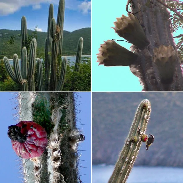Composite image showing a tall branching organ pipe cactus (Pilosocereus royenii) with a bananaquit nest, blooming flowers, a fruit, and a bananaquit eating the fruit of an organ pipe cactus in the U.S. Virgin Islands