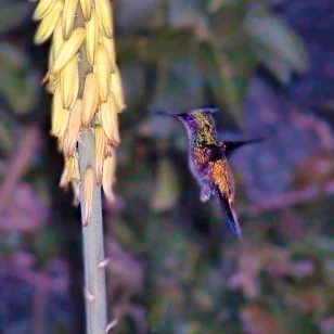 An Antillean crested hummingbird (Orthorhyncus cristatus) hovering near yellow aloe flowers in the U.S. Virgin Islands