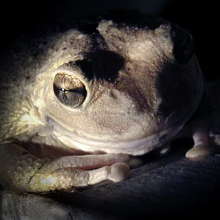 A cuban tree frog (Osteopilus septentrionalis) at night in the U.S. Virgin Islands