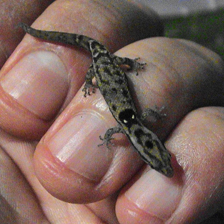 A small cotton ginner gecko (Sphaerodactylus macrolepis) sitting on a person's fingertips in the U.S. Virgin Islands