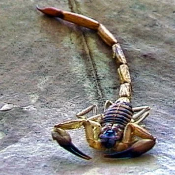 Close up of a scorpion (Centruroides gracilis) on a dead leaf with raised pincers and curved tail in the U.S. Virgin Islands