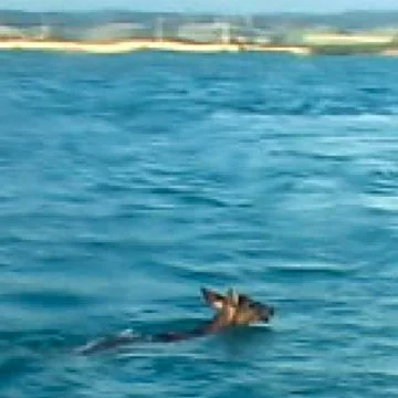 A white-tailed deer (Odocoileus virginianus) swimming in the ocean in the Virgin Islands