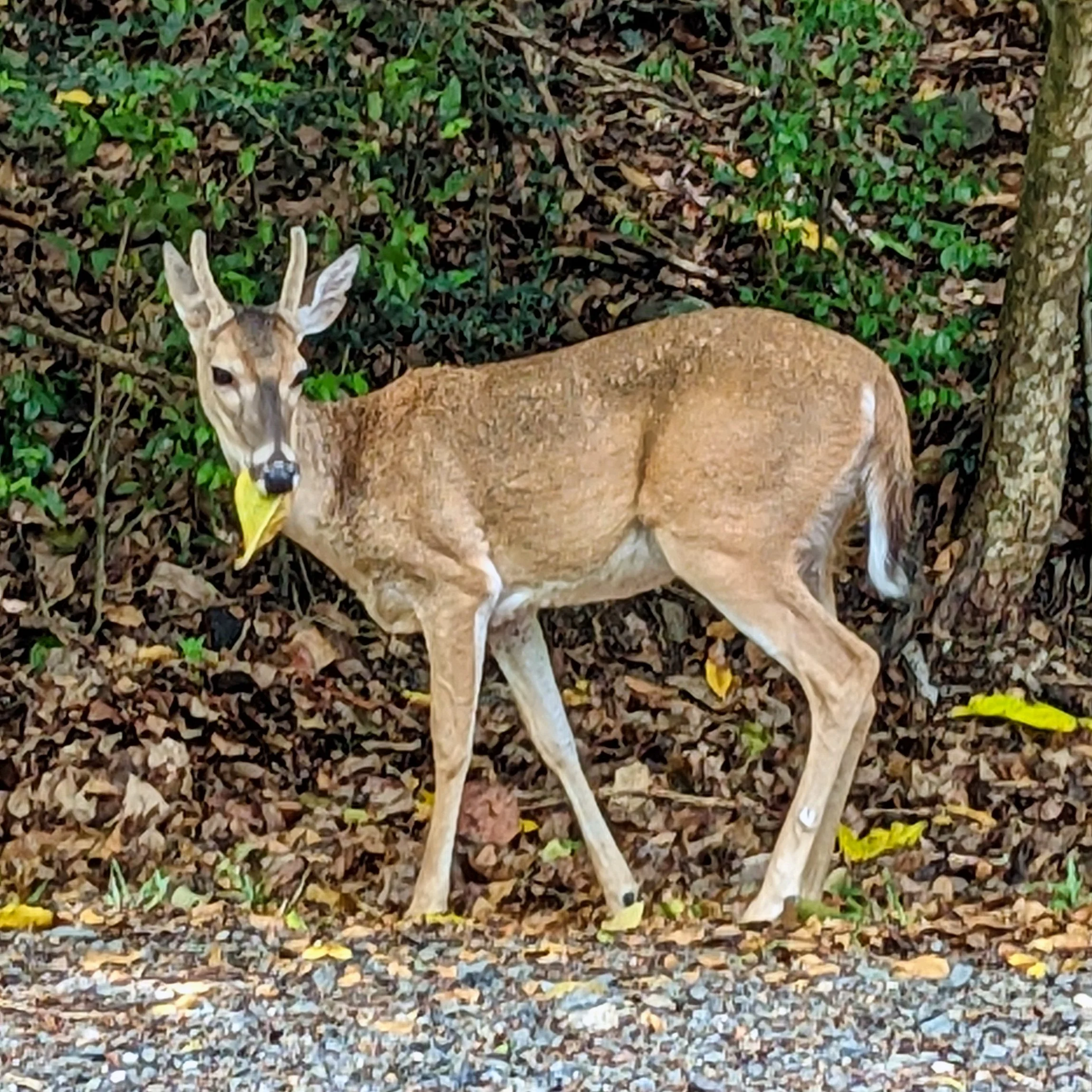 A White-tailed deer (Odocoileus virginianus) buck eating a leaf in the U.S. Virgin Islands