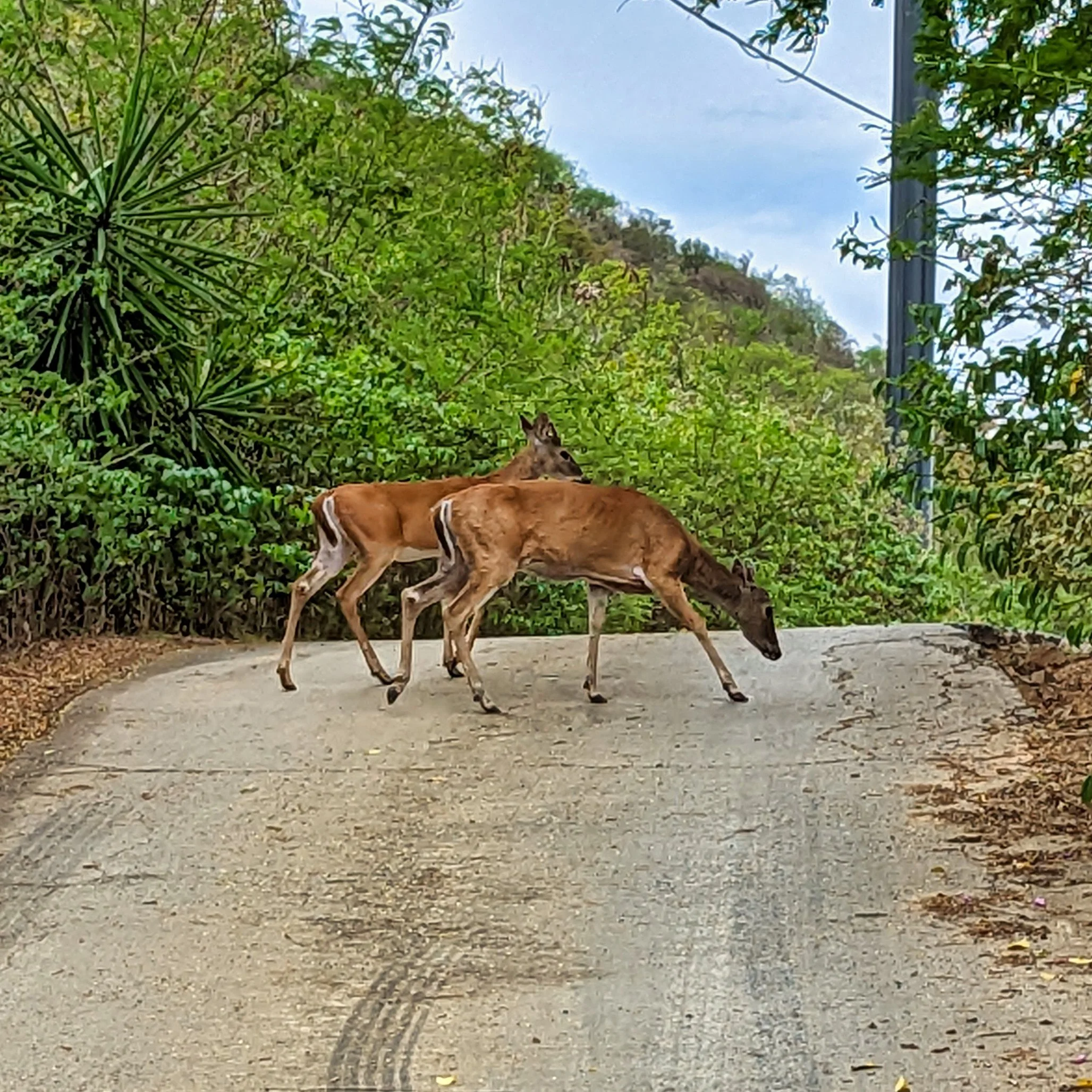 Two white-tailed deer (Odocoileus virginianus) standing on a narrow road in the U.S. Virgin Islands