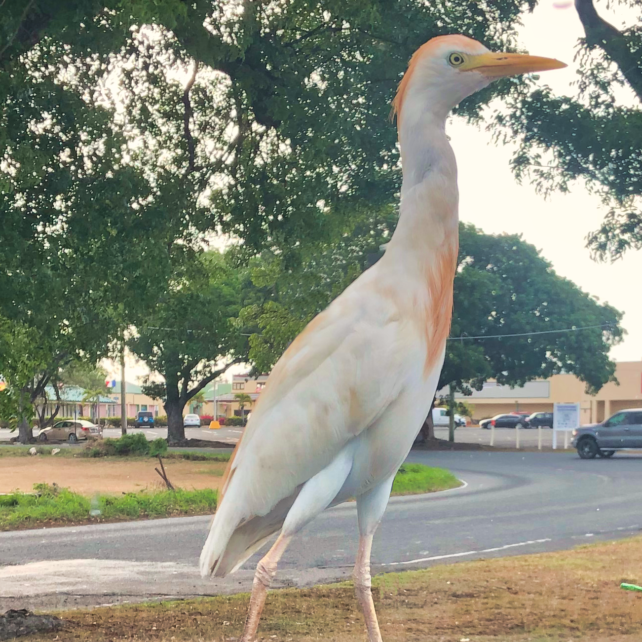 A cattle egret (Bubulcus ibis) displaying colorful orange hued breeding plumage on its otherwise white feathered head and body in the U.S. Virgin Islands.