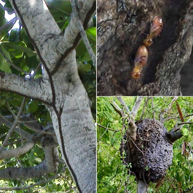 Composite image showing a tree trunk with termite tunnels, a close-up of worker termites (Nasutitermes corniger) on bark, and a large termite nest on a tree  in the U.S Virgin Islands