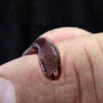 A small blind snake (Typhlops richardii) held in a person's fingers in the U.S. Virgin Islands