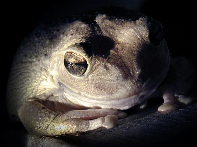 Close-up of a cuban treefrog (Osteopilus septentrionalis) in the U.S. Virgin Islands