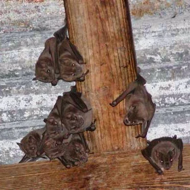 Several Jamaican fruit-eating bats (Artibeus jamaicensis) roosting in an abandoned building in the U.S. Virgin Islands