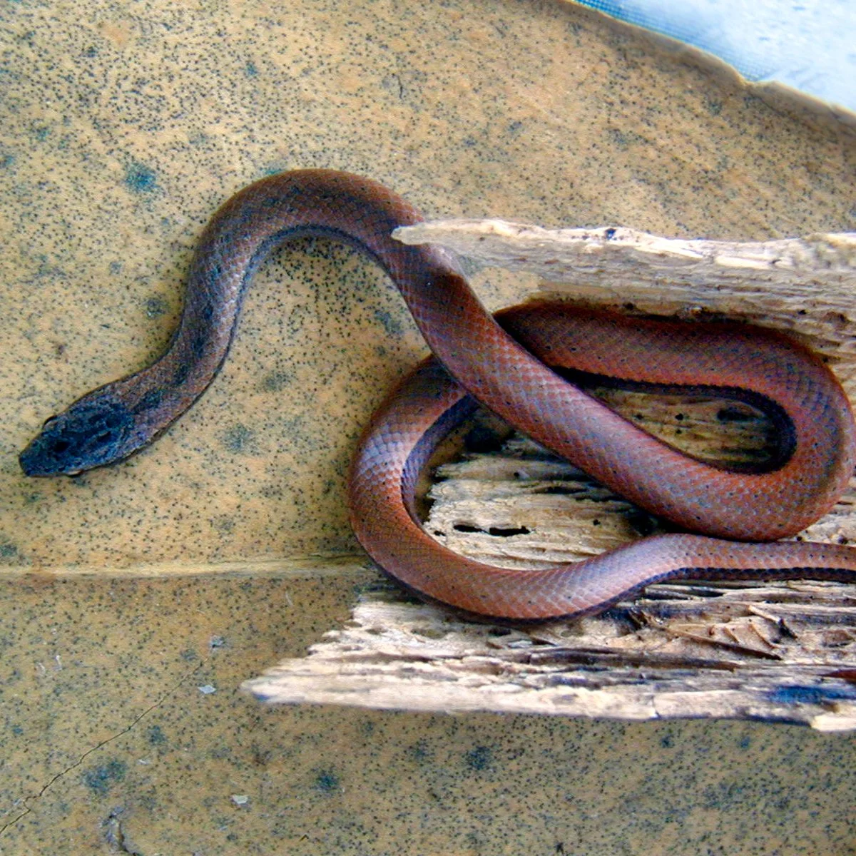 A ground snake (Magliophi exiguus) rests on a leaf and piece of bark in the U.S. Virgin Islands