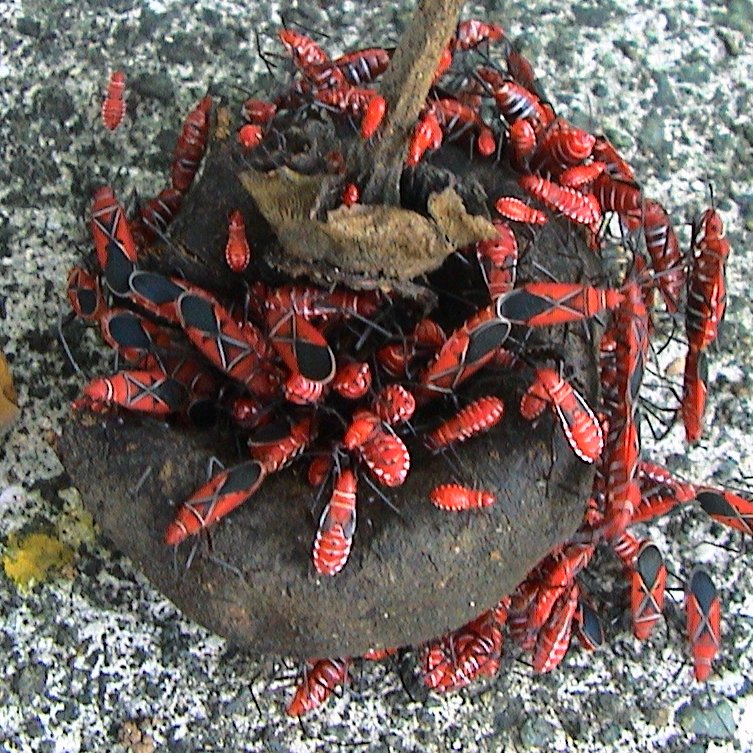 A cluster of Virgin Island love bugs (Dysdercus andreae) feeding on the fruit of a seaside maho tree (Thespesia populnea) in the U.S. Virgin Islands