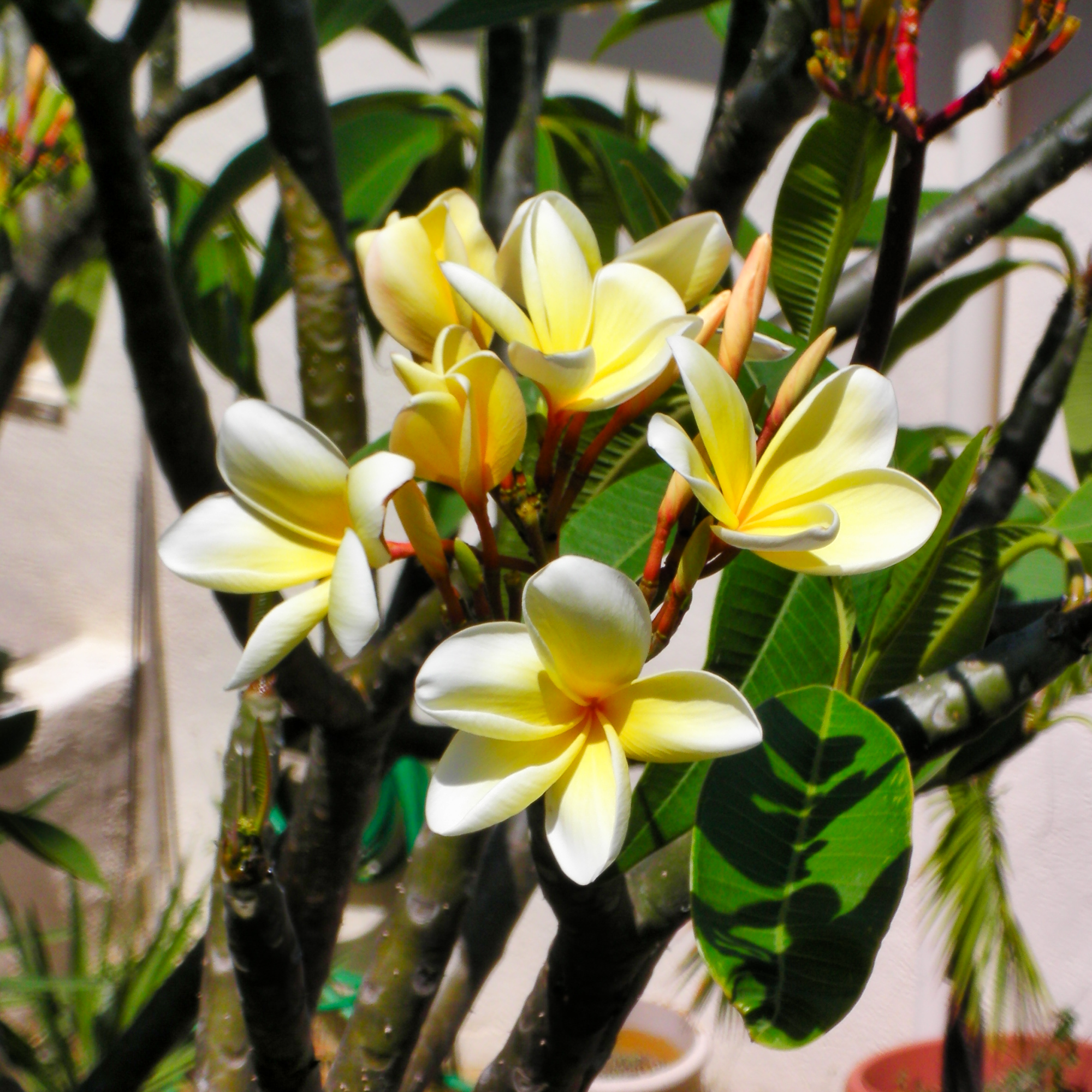 Frangipani tree (Plumeria alba) vibrant white and yellow flowers.
