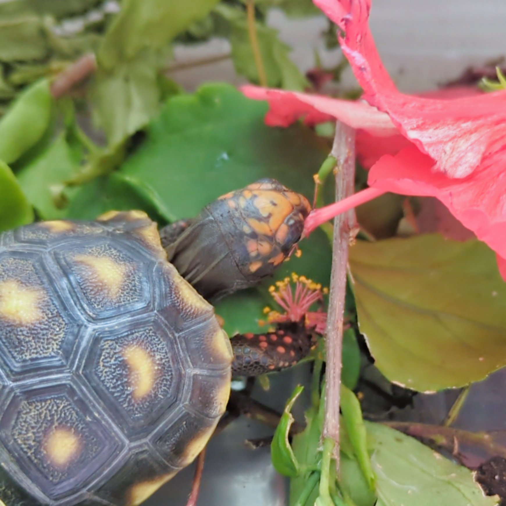 A juvenile red-footed tortoise (Geochelone carbonaria) eating a hibiscus (Hibiscus sp.) flower in the U.S. Virgin Islands