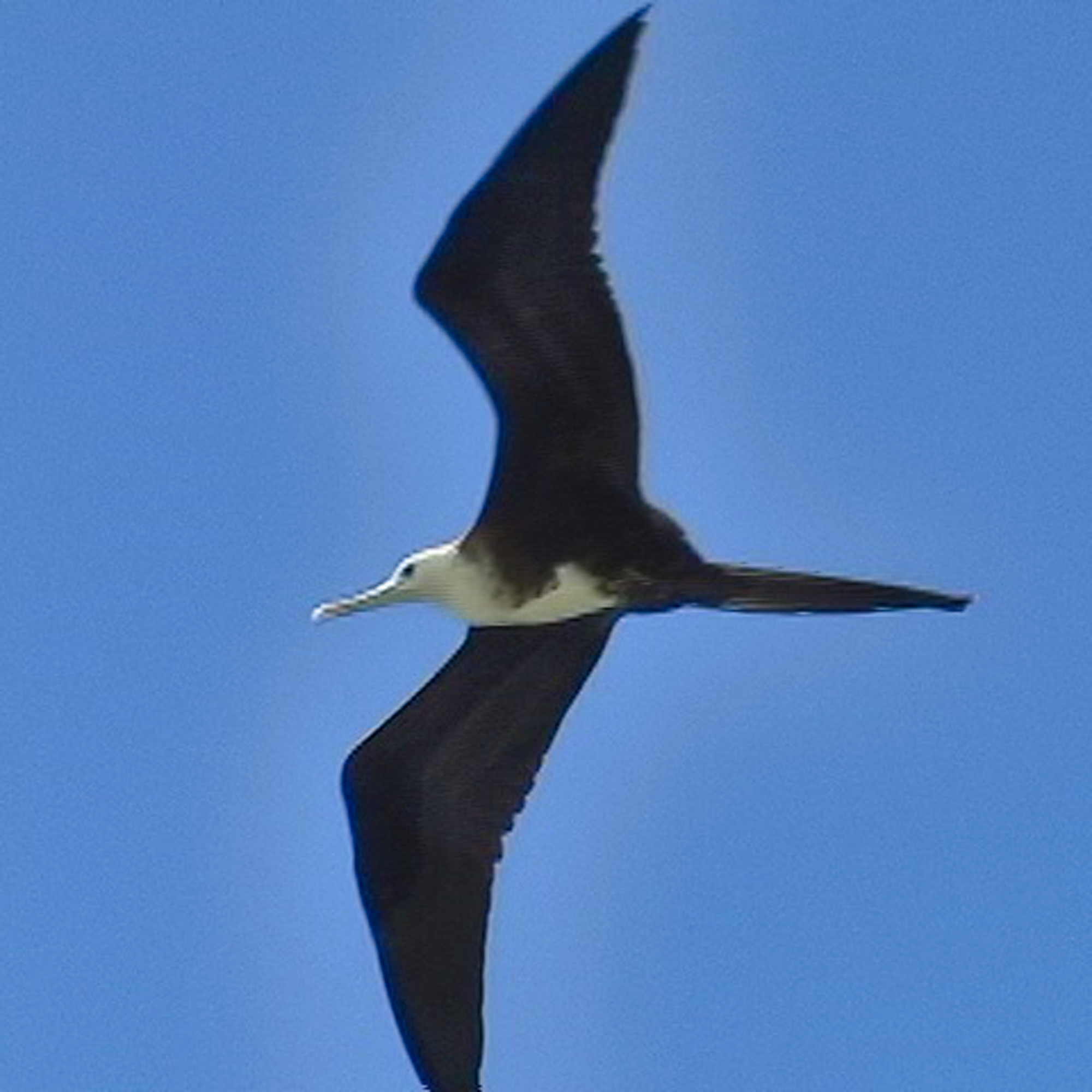 A black and white colored magnificent frigatebird (Fregata magnificens) soars in the sky in the U.S. Virgin Islands.