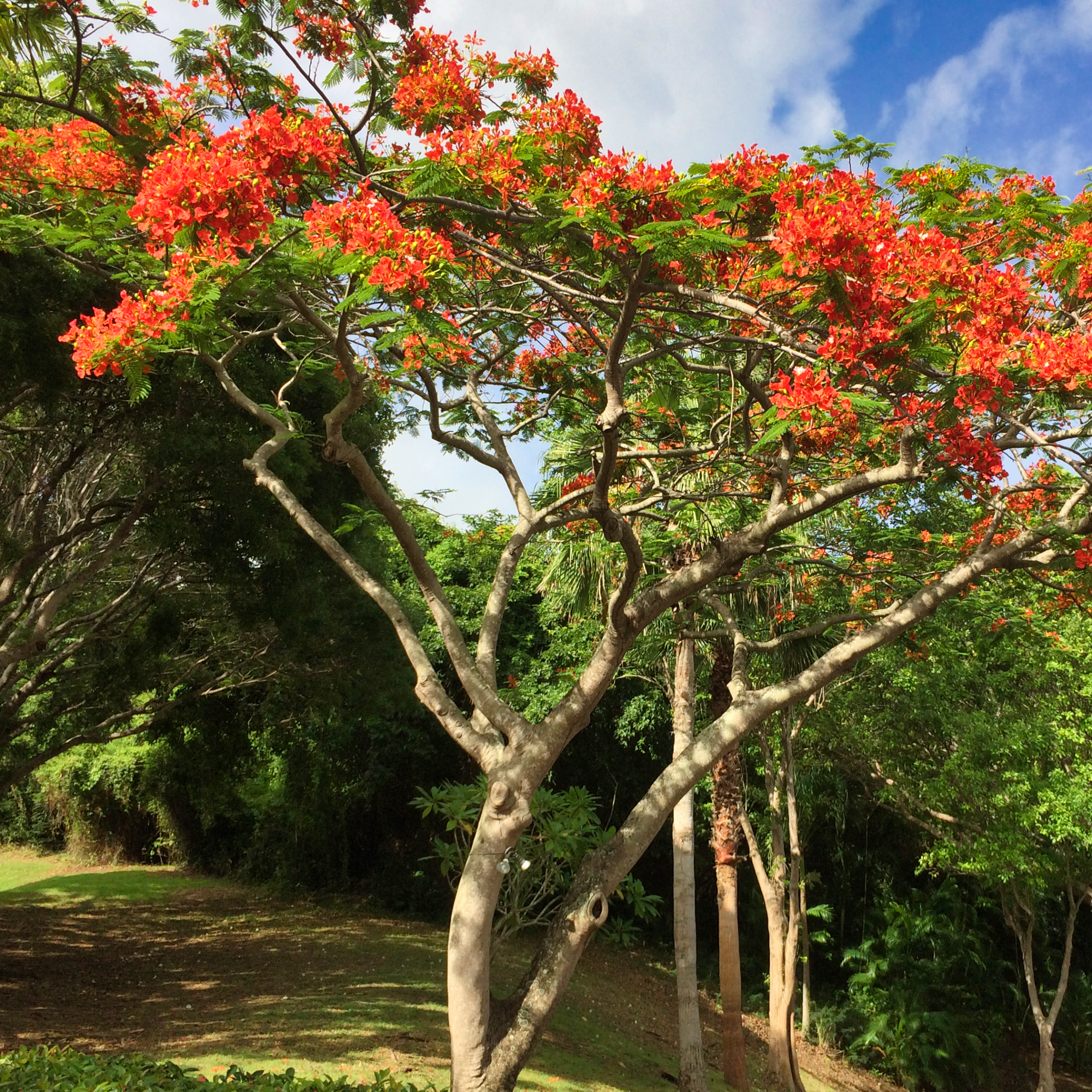 A flamboyant tree (Delonix regia) with vibrant red-orange flowers in the U.S. Virgin Islands.